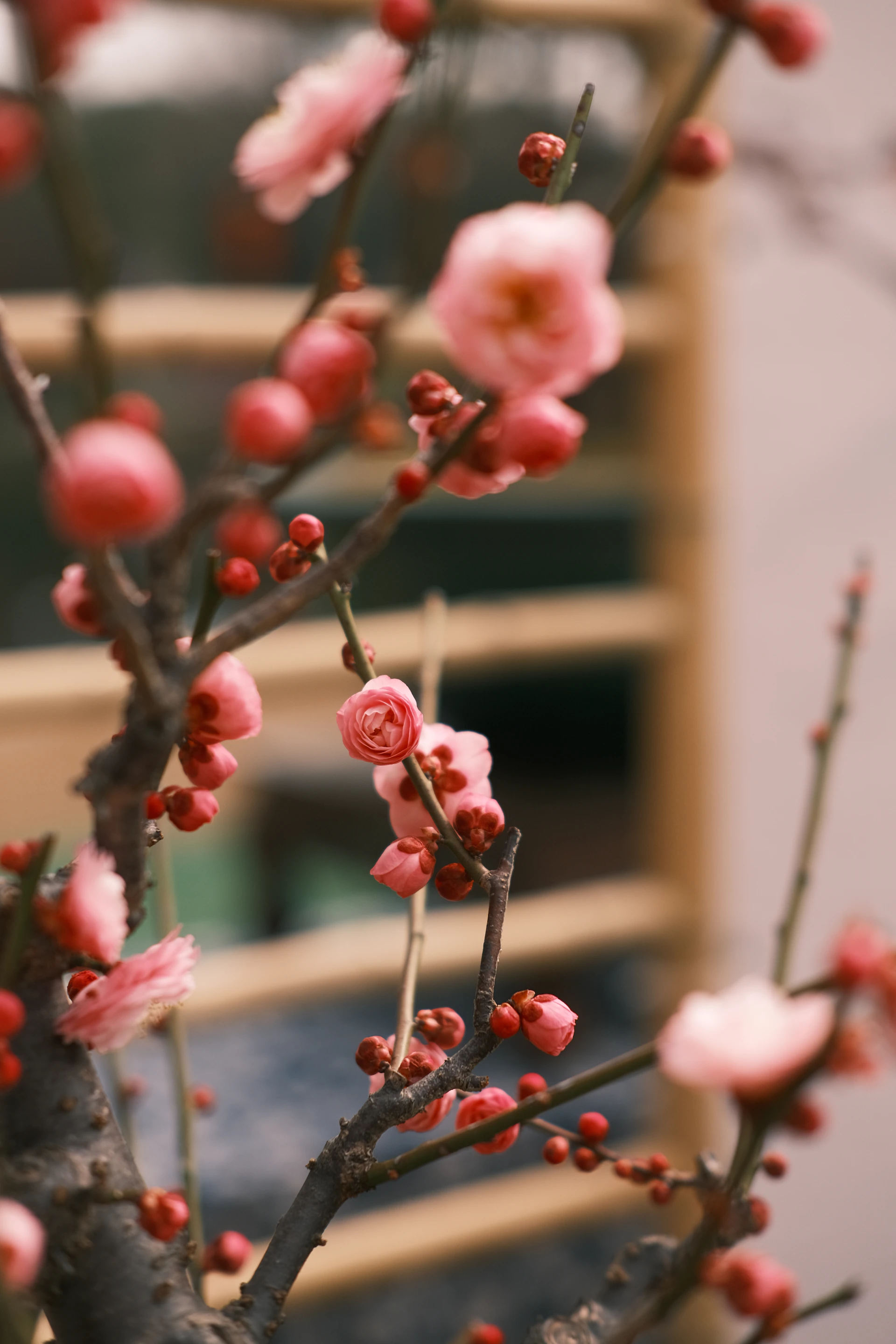 A close up of a tree with pink flowers