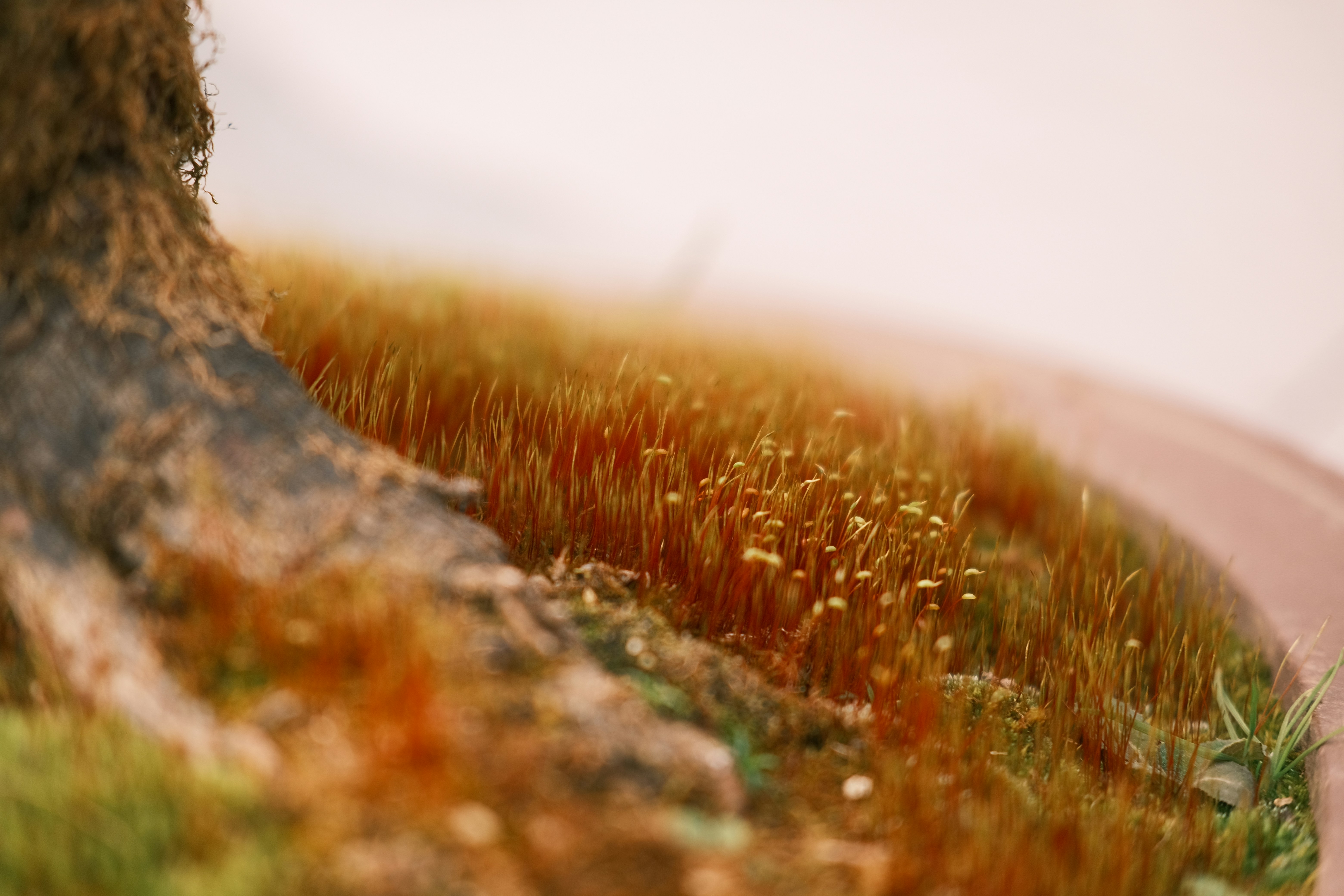 Ein Baum, der neben einer Straße steht