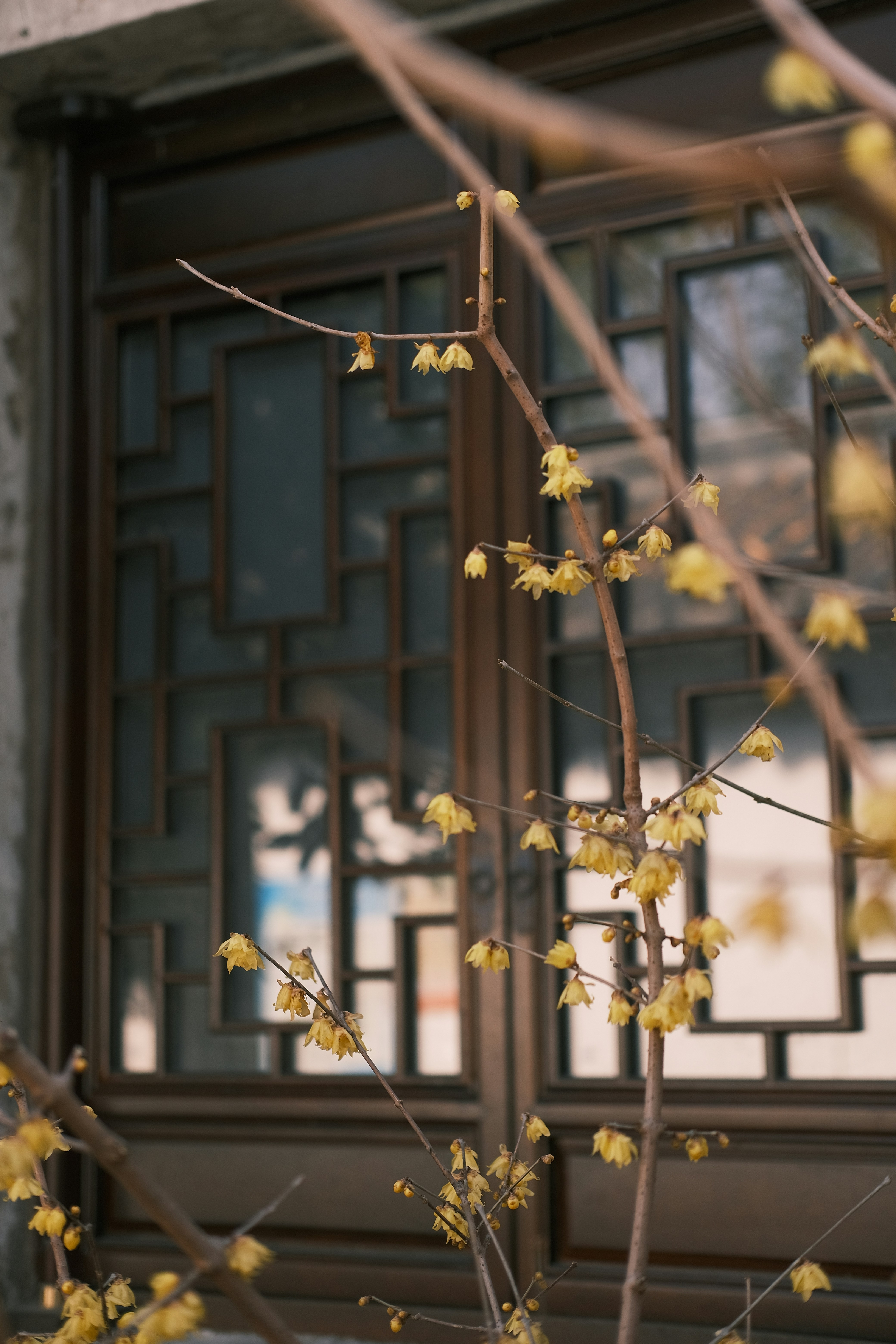 Ein Zweig mit gelben Blüten vor einem Fenster
