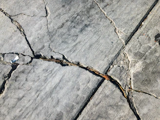 A bird is sitting on a crack in the concrete