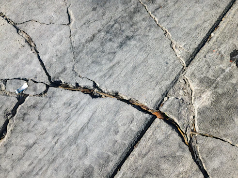 A bird is sitting on a crack in the concrete