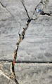 A crack in a rock wall with a small bird perched on top of it