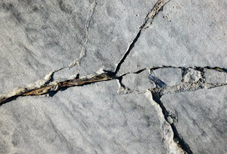 A crack in a rock with a tree branch sticking out of it