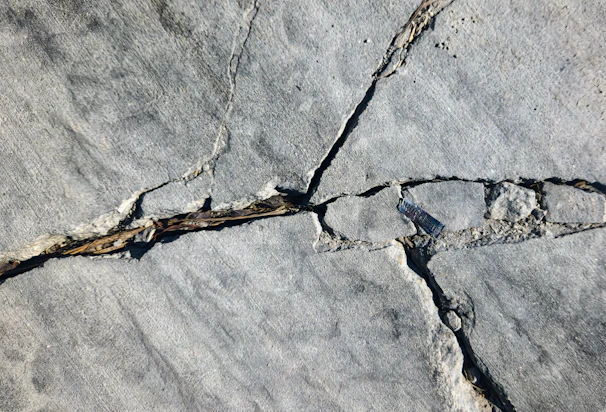 A crack in a rock with a tree branch sticking out of it