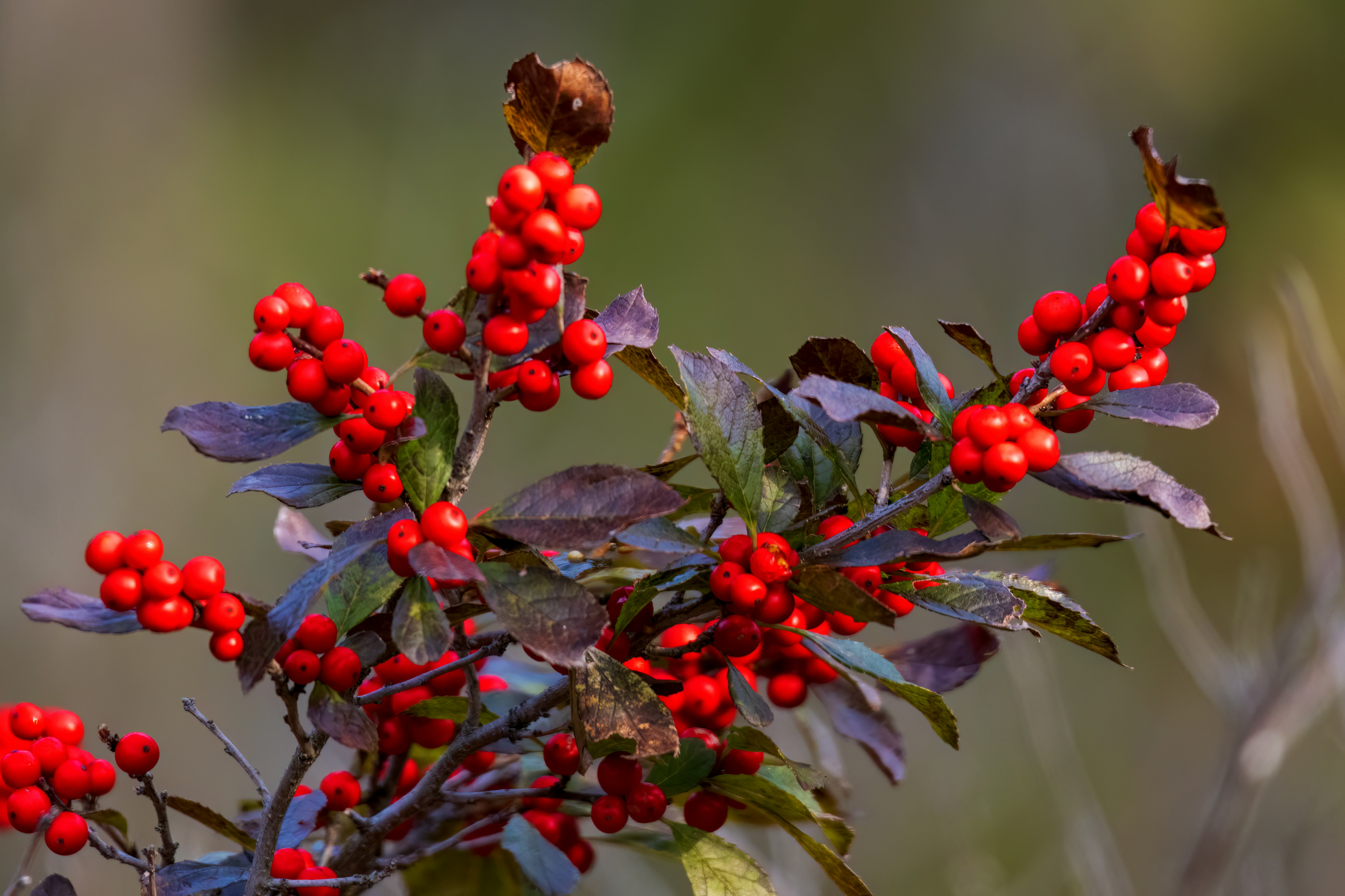 Nahaufnahme eines Busches mit roten Beeren Foto  Kostenloses Bild zum  Thema Blume auf Unsplash
