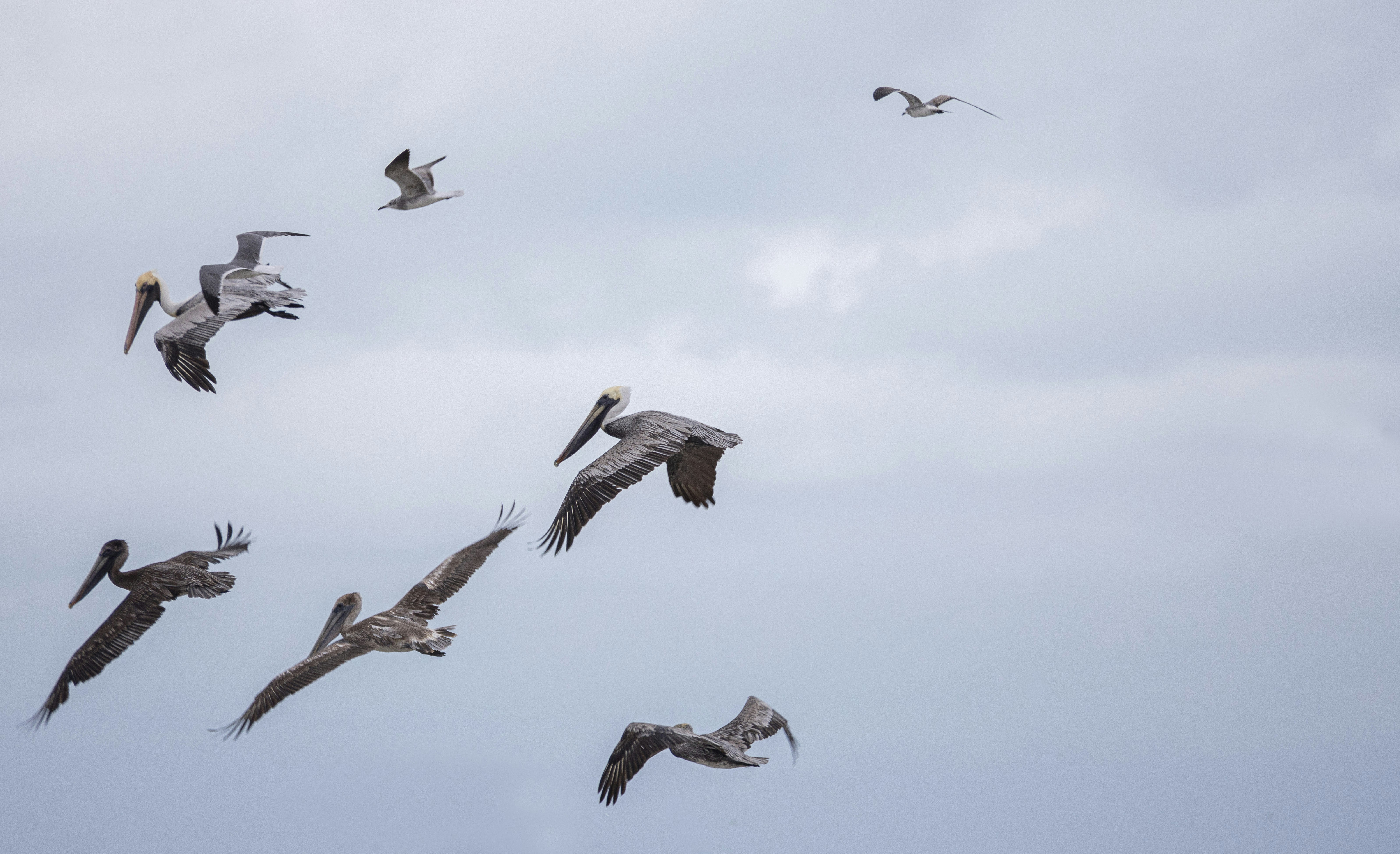 Una alada advertencia: las aves migratorias están siendo mucho más  afectadas por la sequía de California de lo que se creía - CalMatters, image size:6389x3898