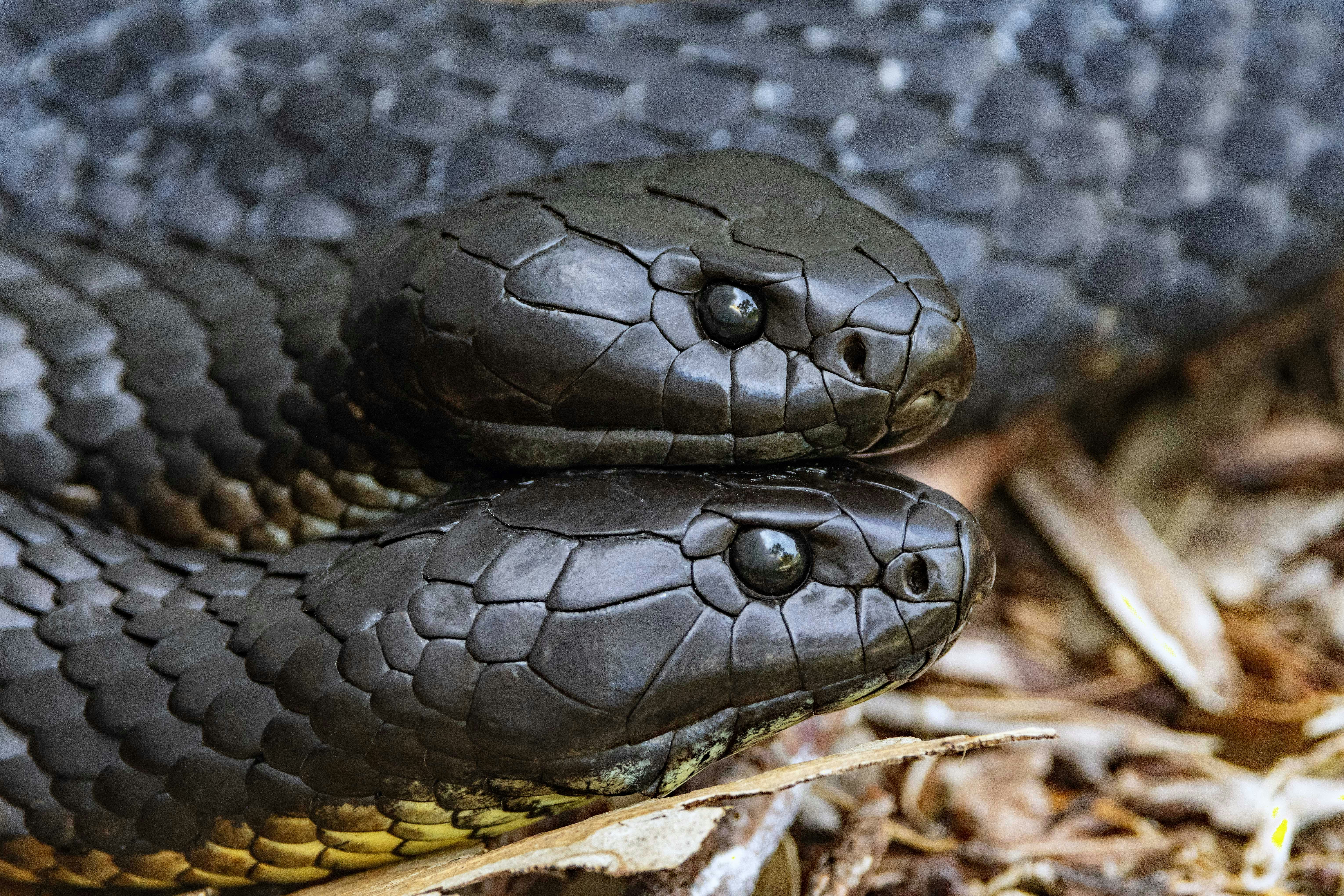 A close up of a snake on the ground