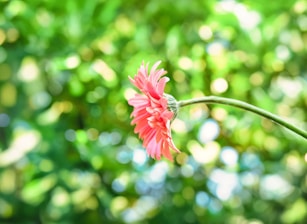 A pink flower with a blurry background