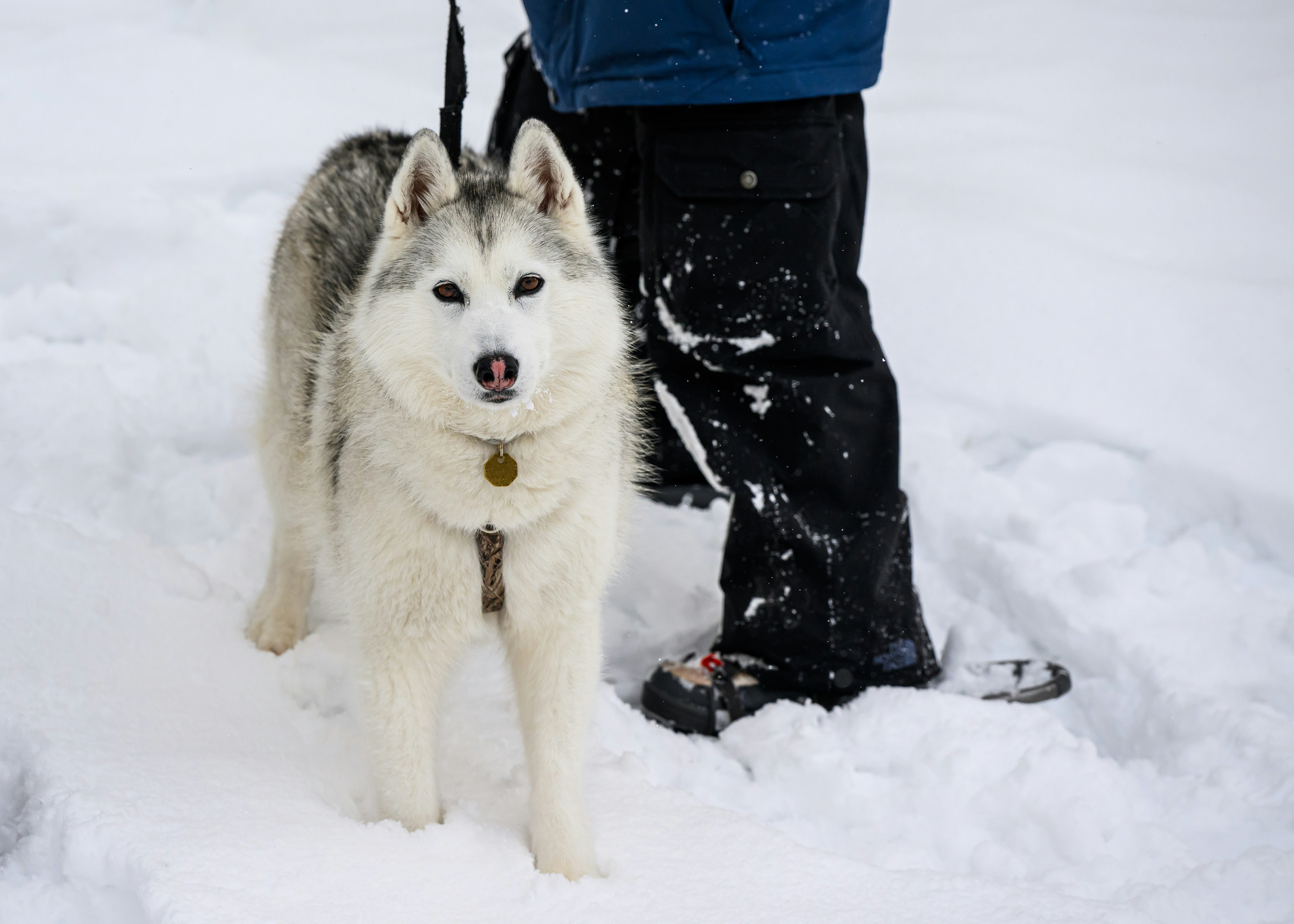 Husky standing on snow with a leash attached beside a person wearing winter clothing.