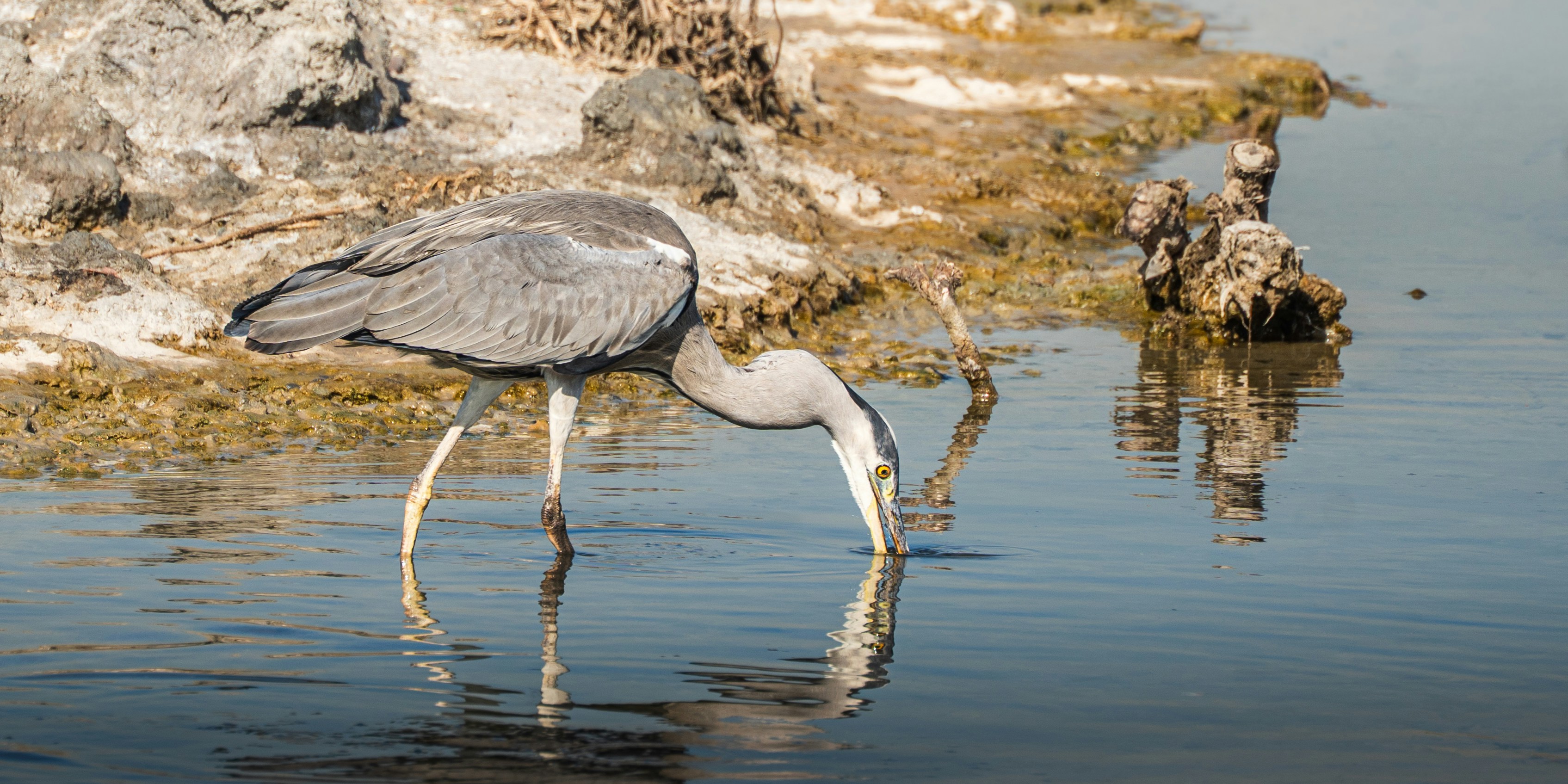 Photo by thejaswinramesh