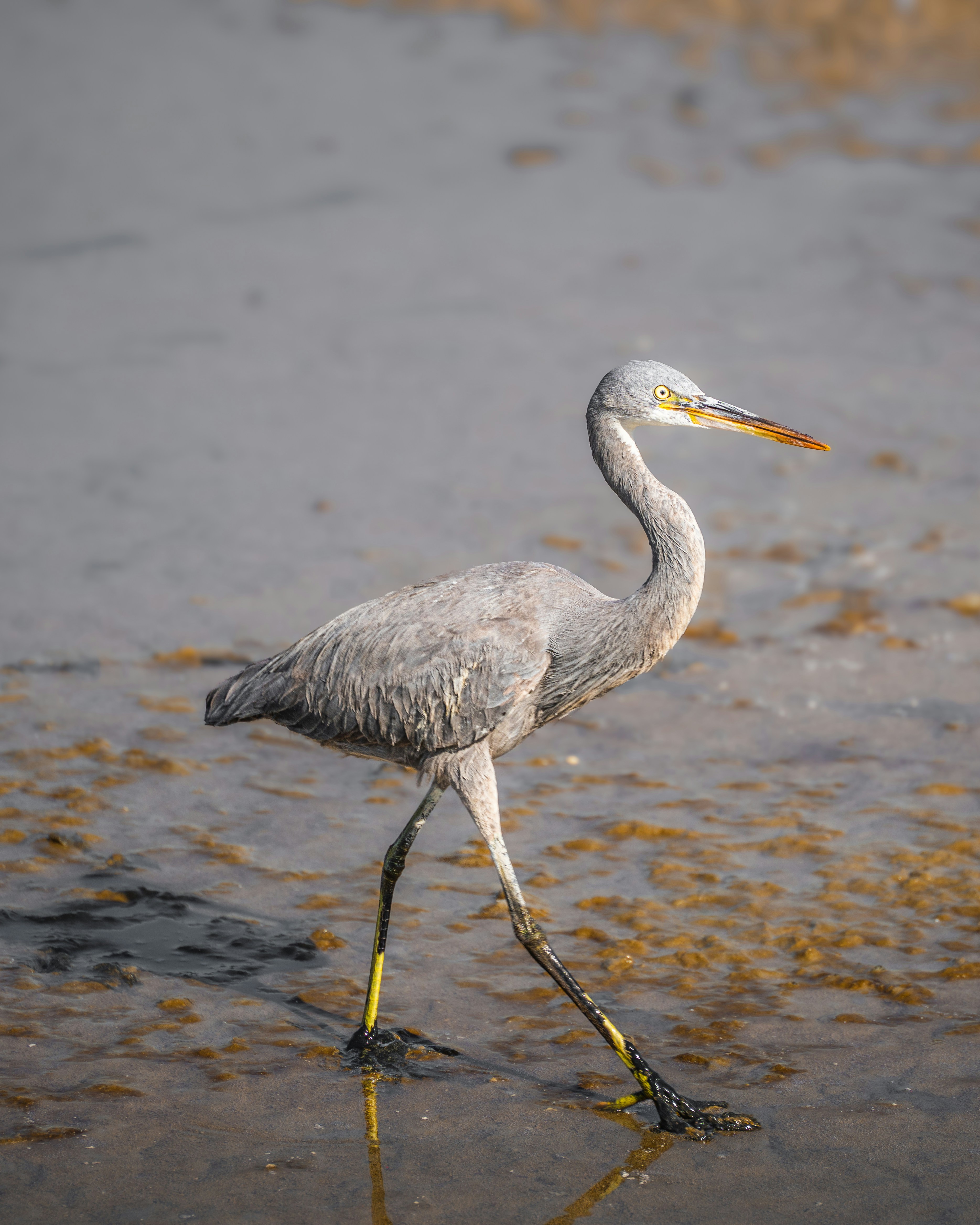 Photo by thejaswinramesh