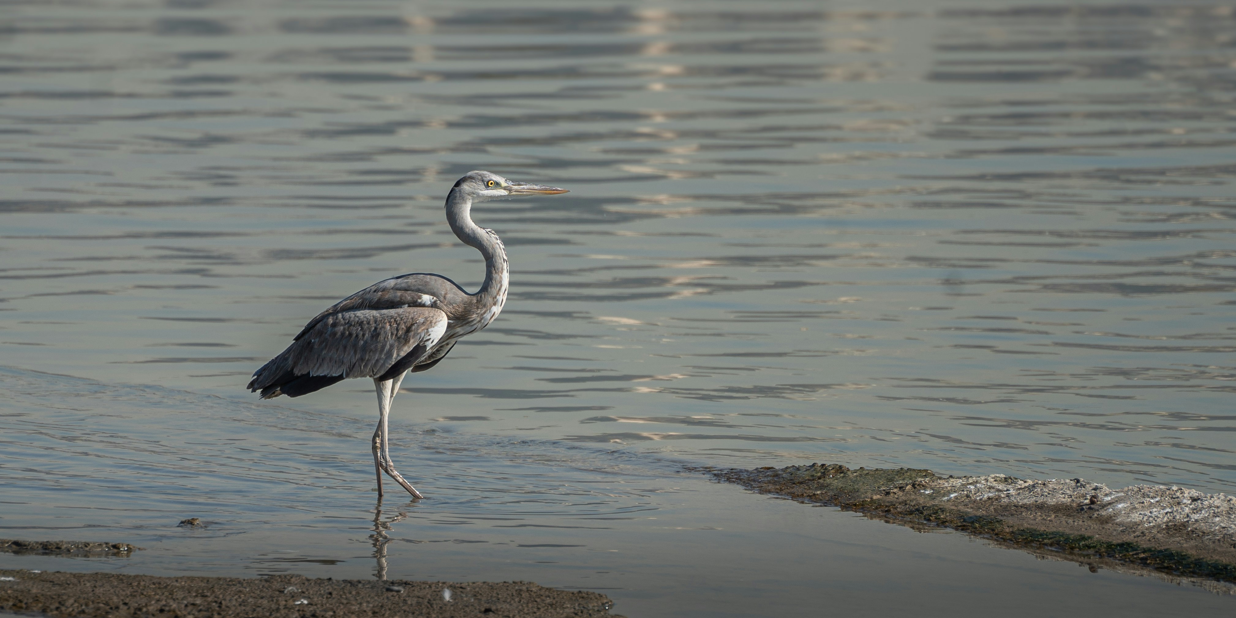 Photo by thejaswinramesh