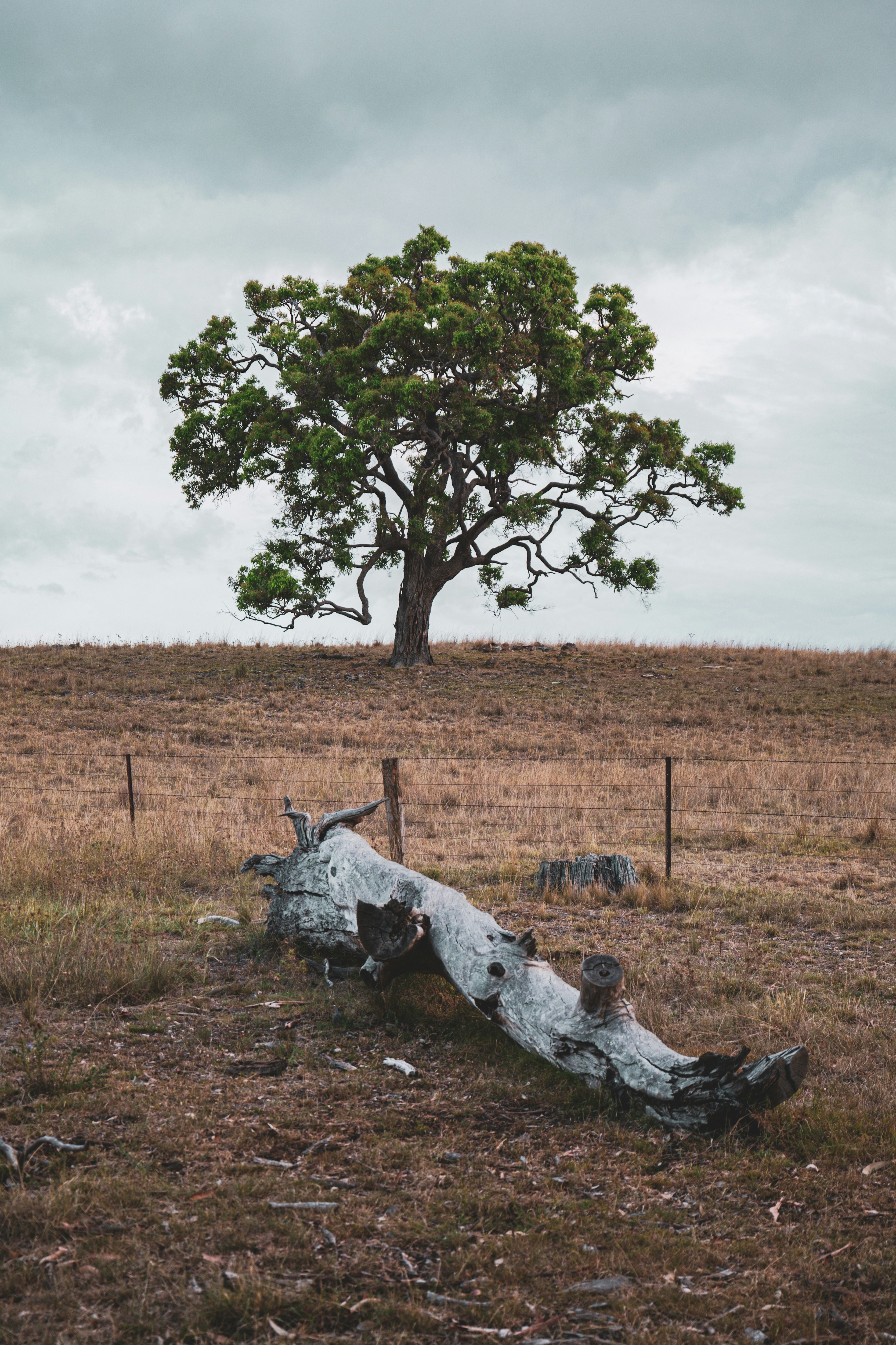 A tree that is sitting in the grass