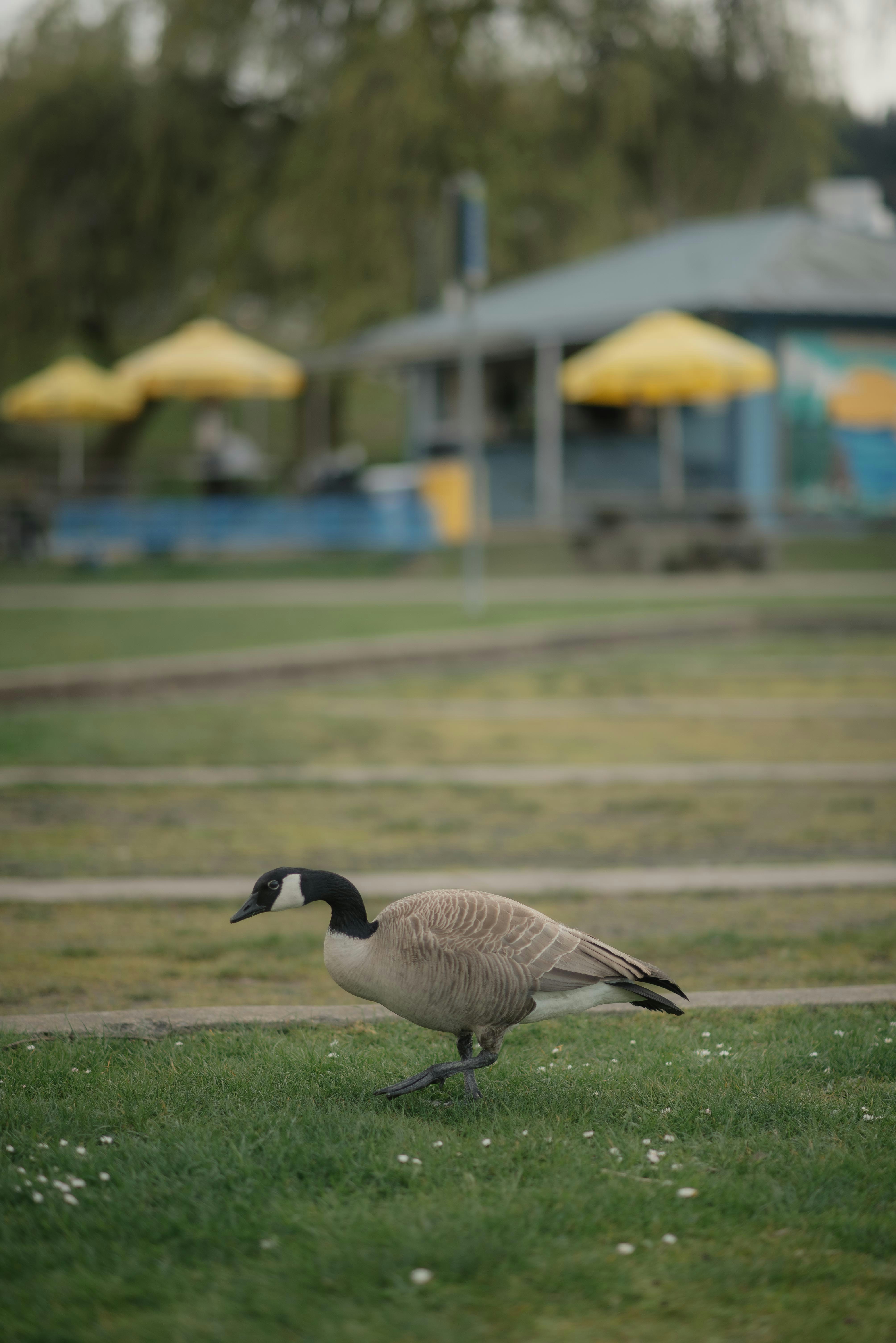 Un ganso está parado en la hierba de un parque