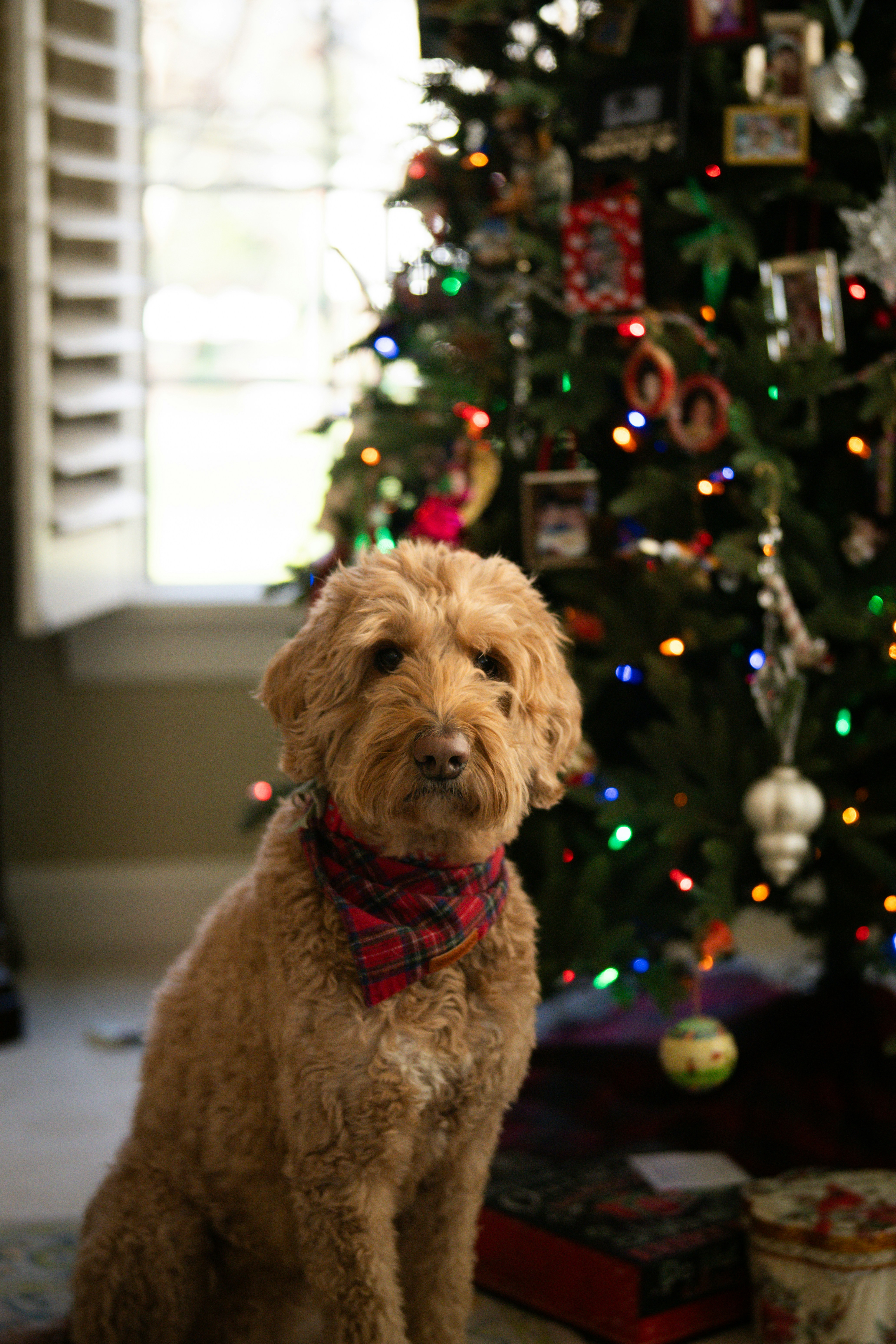 A dog sitting in front of a christmas tree photo – Free Christmas Image ...
