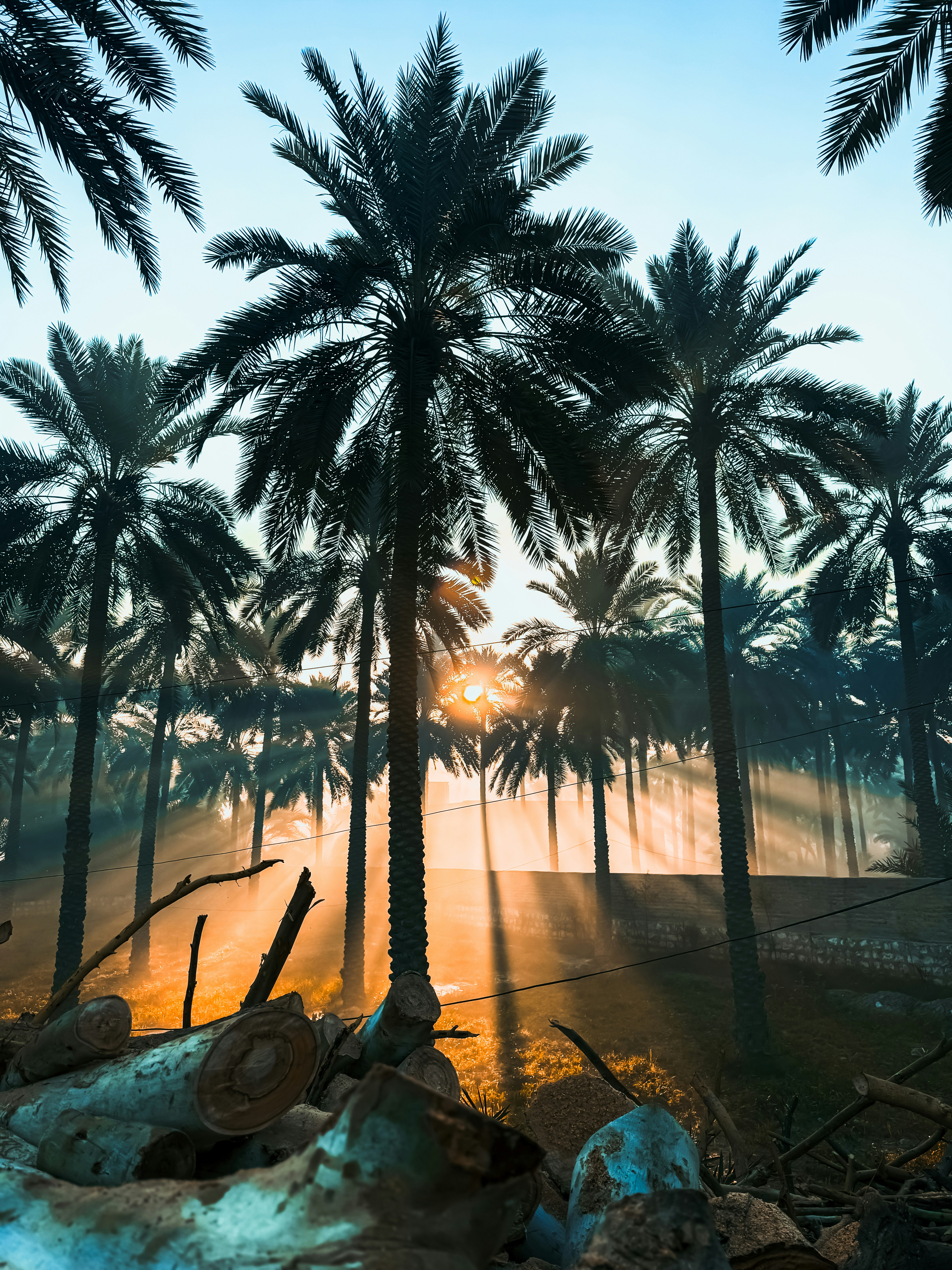 The sun is shining through the palm trees