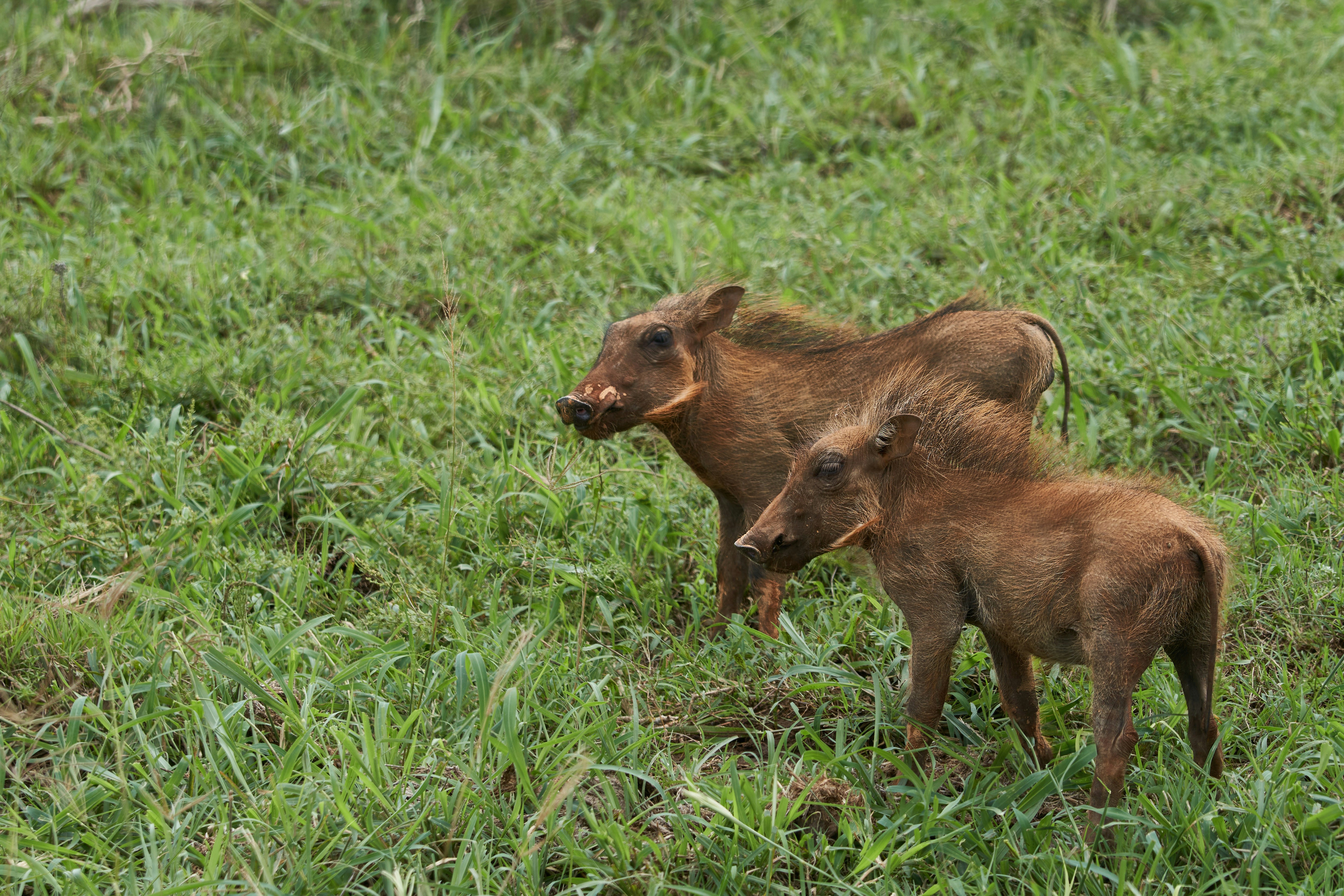 Photo by wolfgang_hasselmann