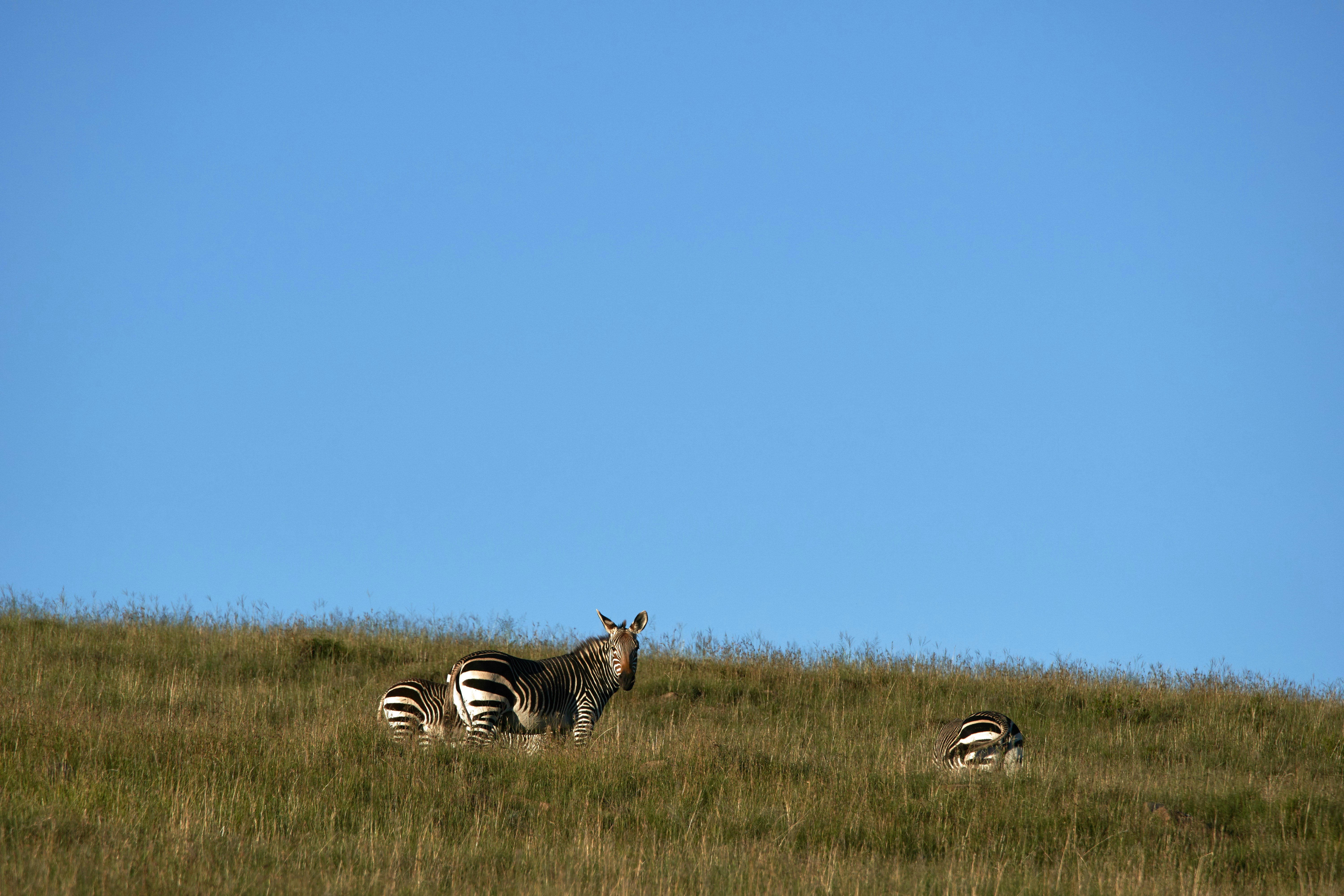 Photo by wolfgang_hasselmann