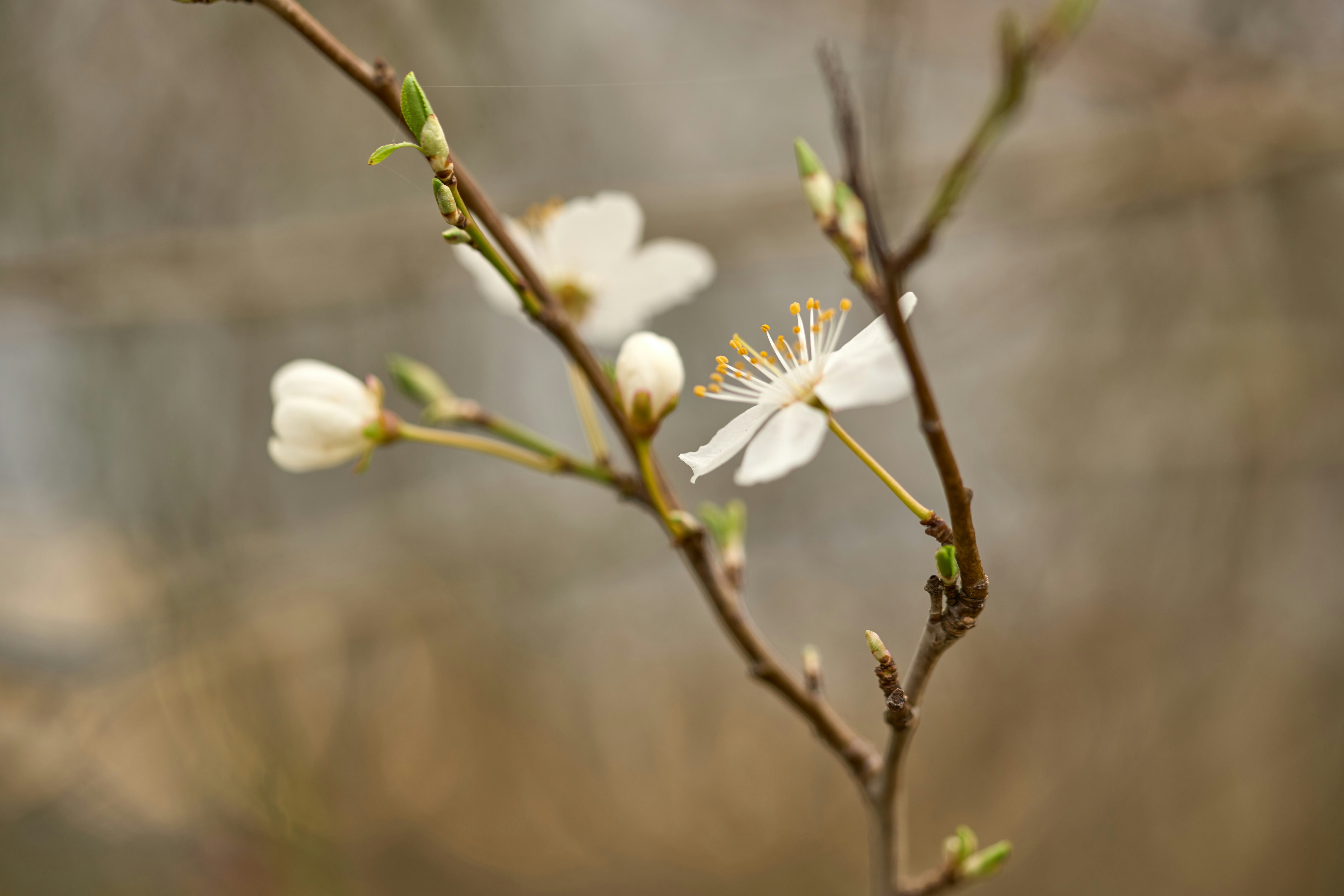 Photo by wolfgang_hasselmann