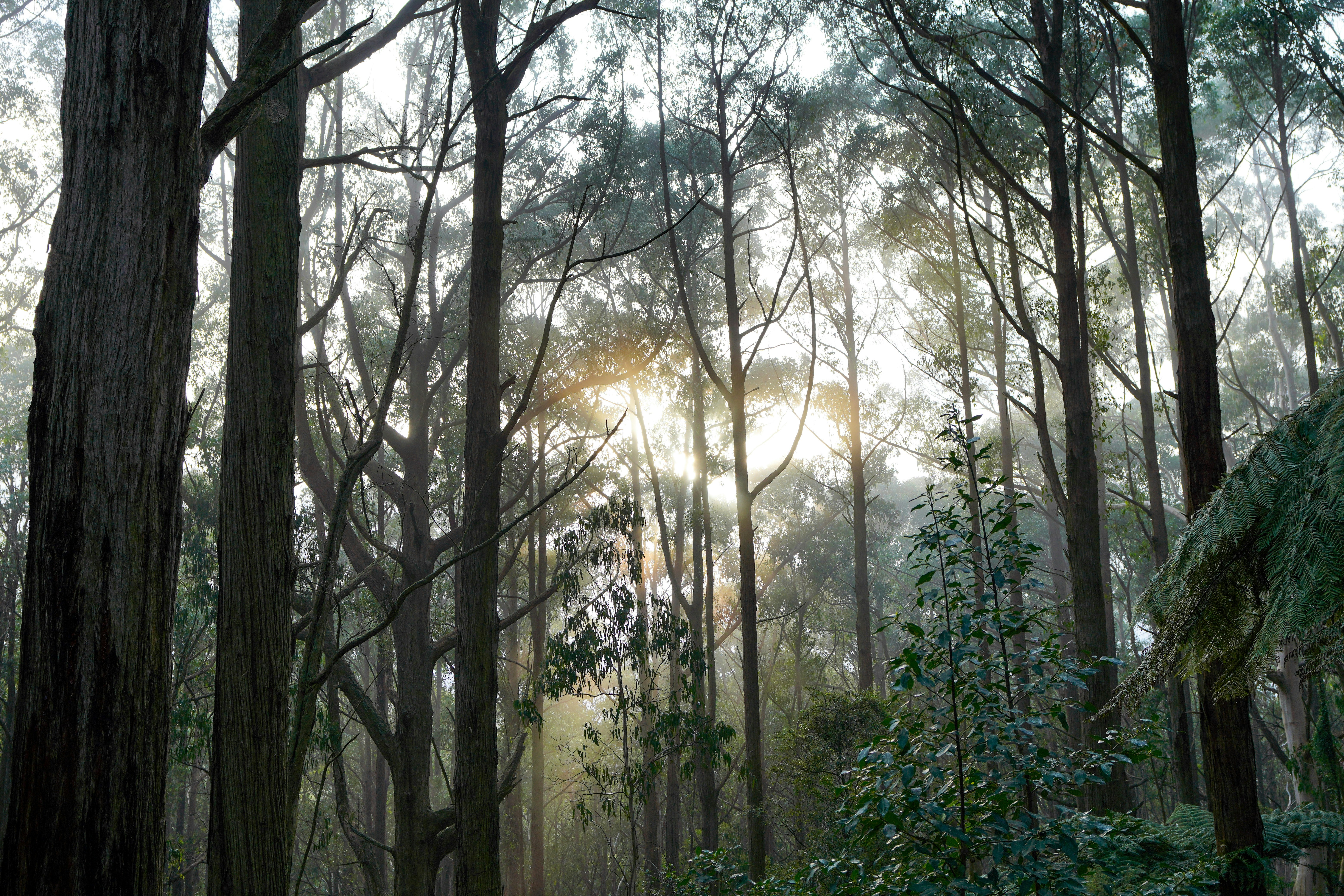 Heathcote Junction Walks 2026: What Google Doesn't Tell You