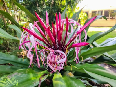 A close up of a pink flower on a plant