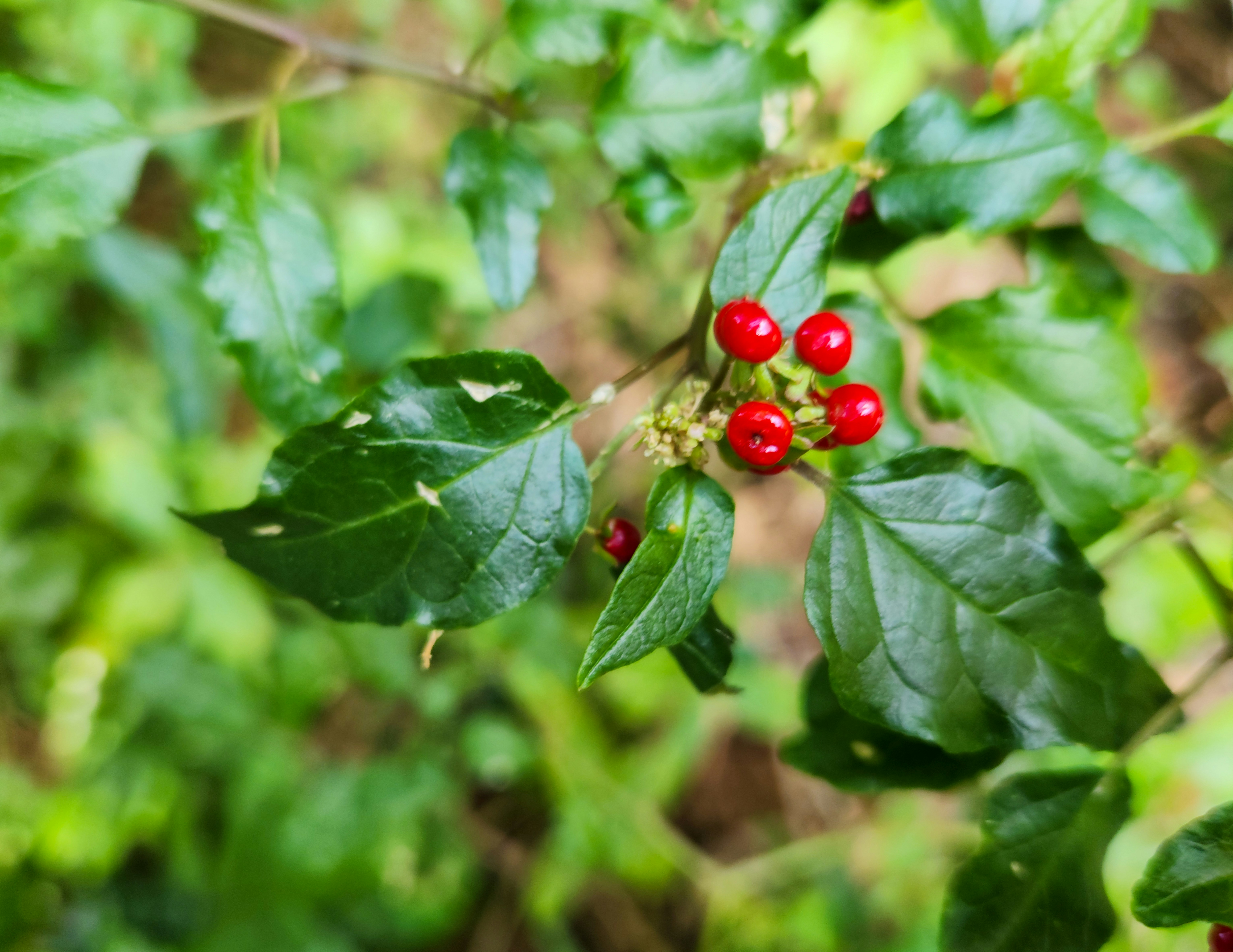 Photo by zoshuacolah