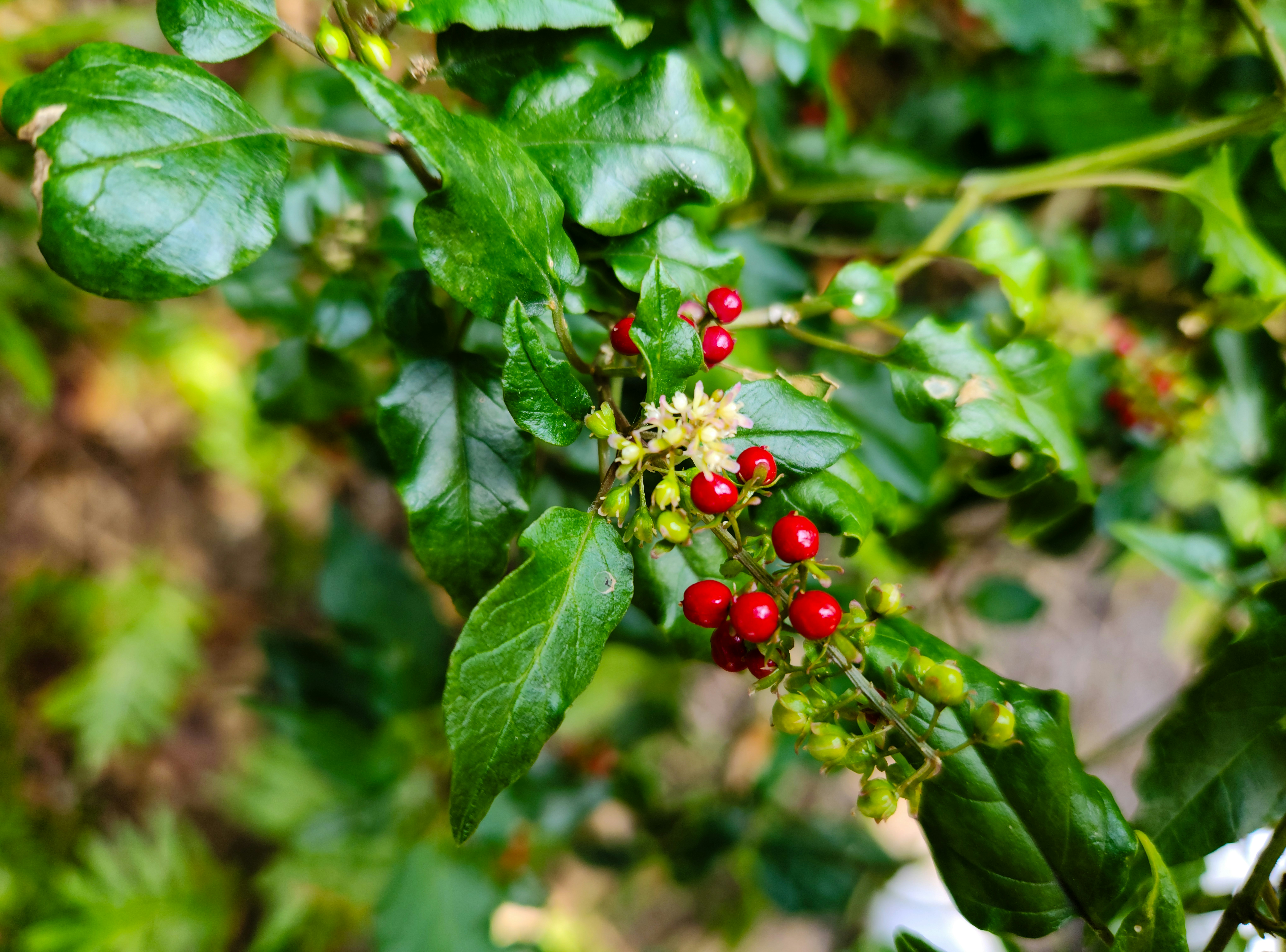 Coralberry: Brilliant Berries for Birds (image credits: unsplash)