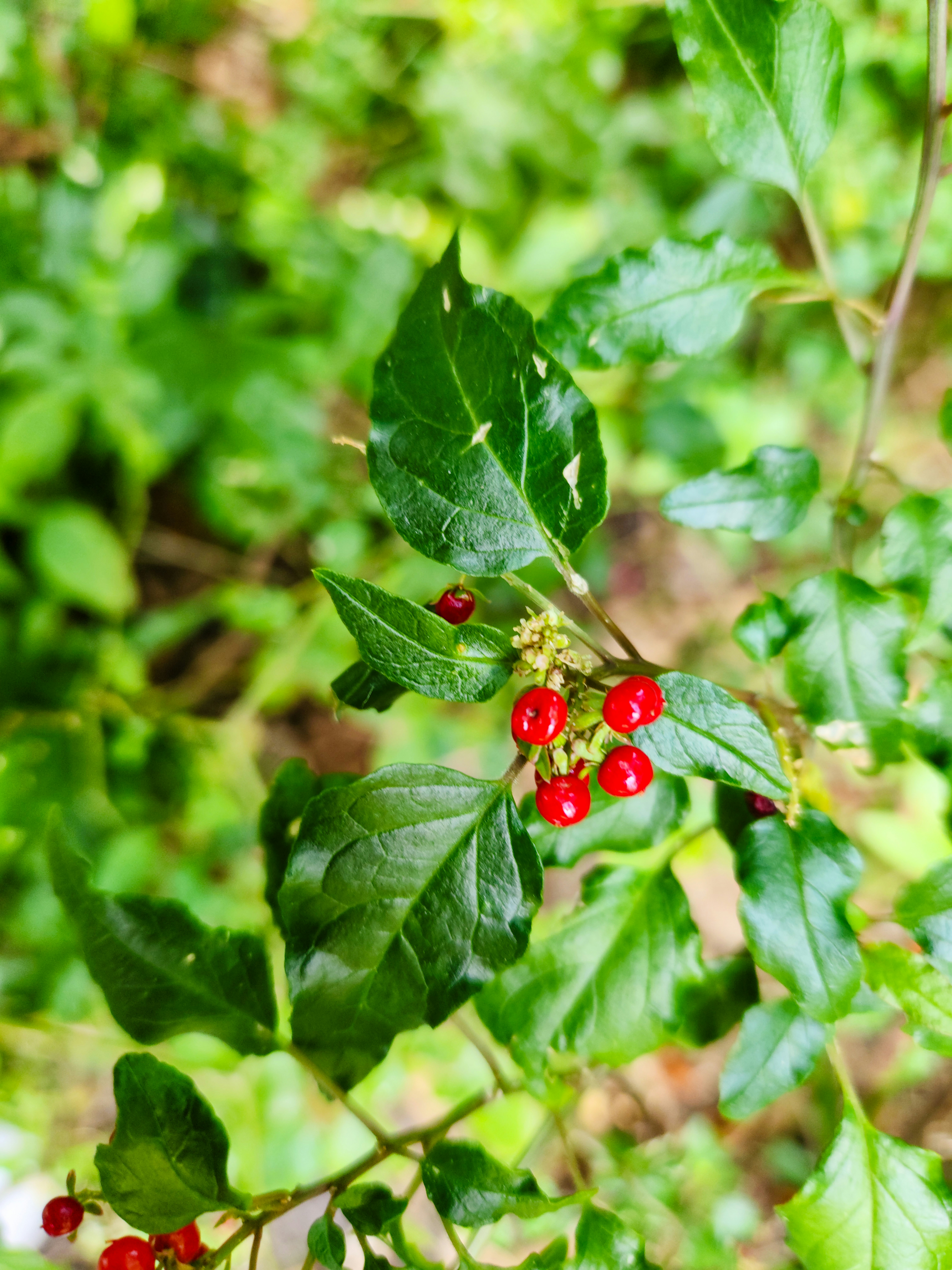 Photo by zoshuacolah