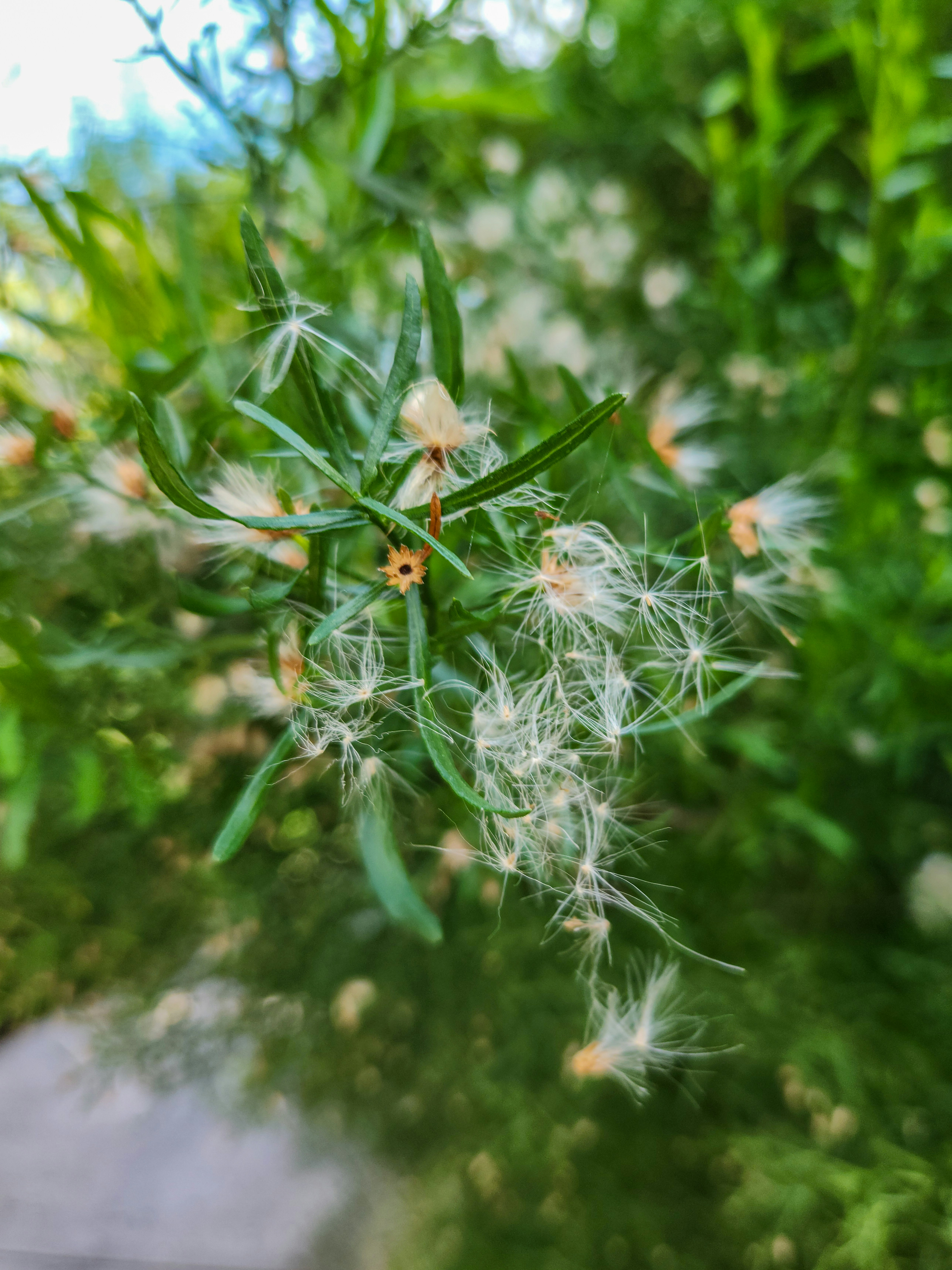 From Garden Centers to Global Takeover (image credits: unsplash)