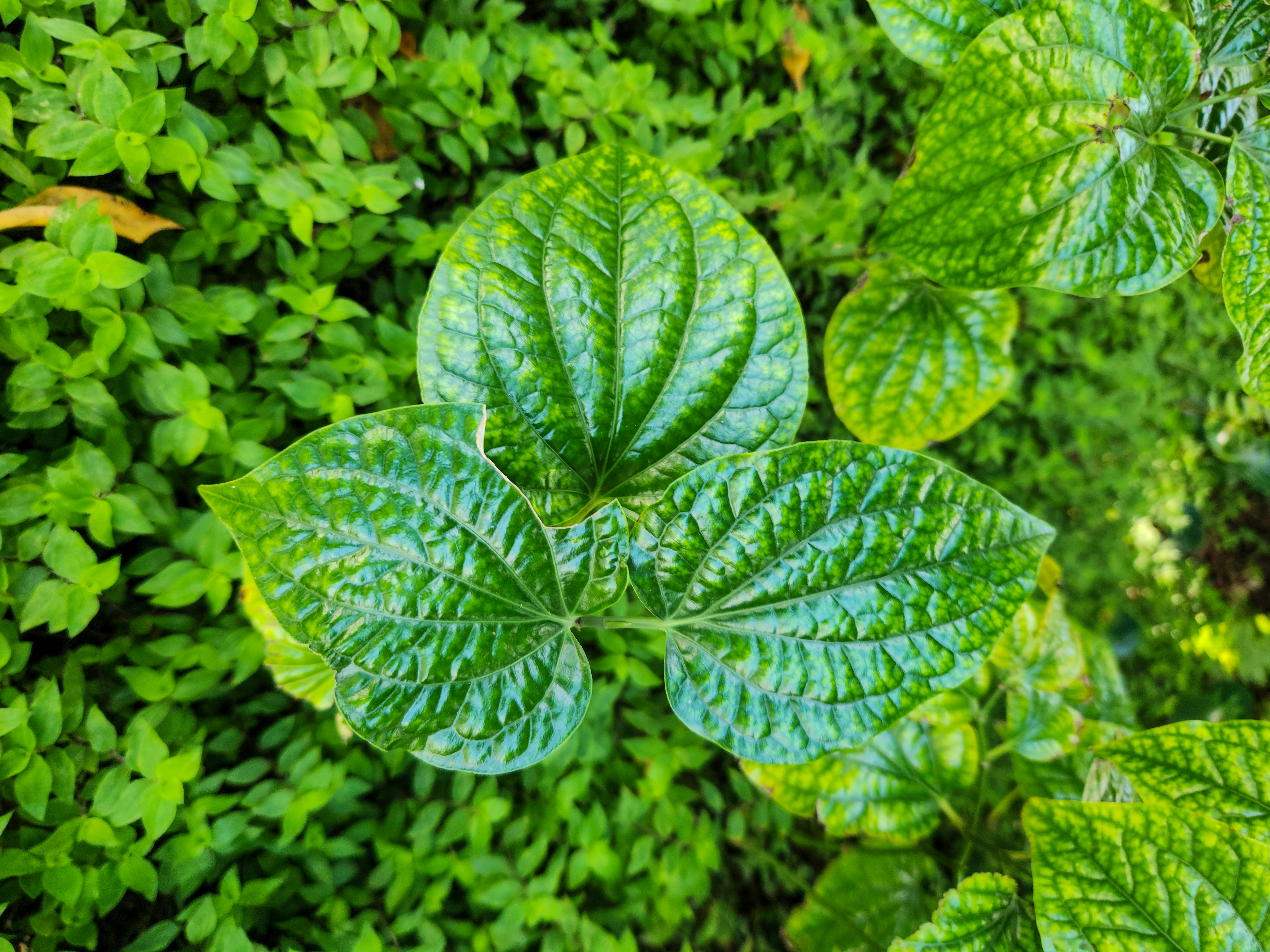 Photo by zoshuacolah