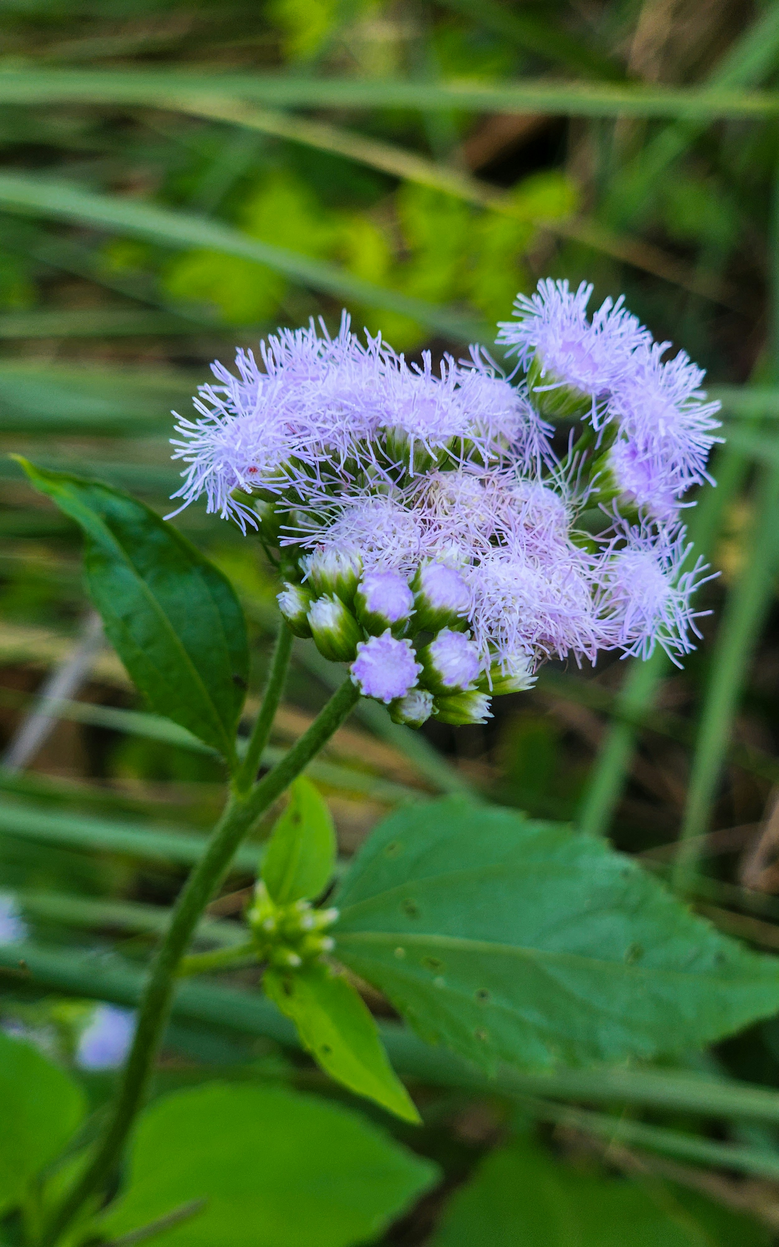 Photo by zoshuacolah