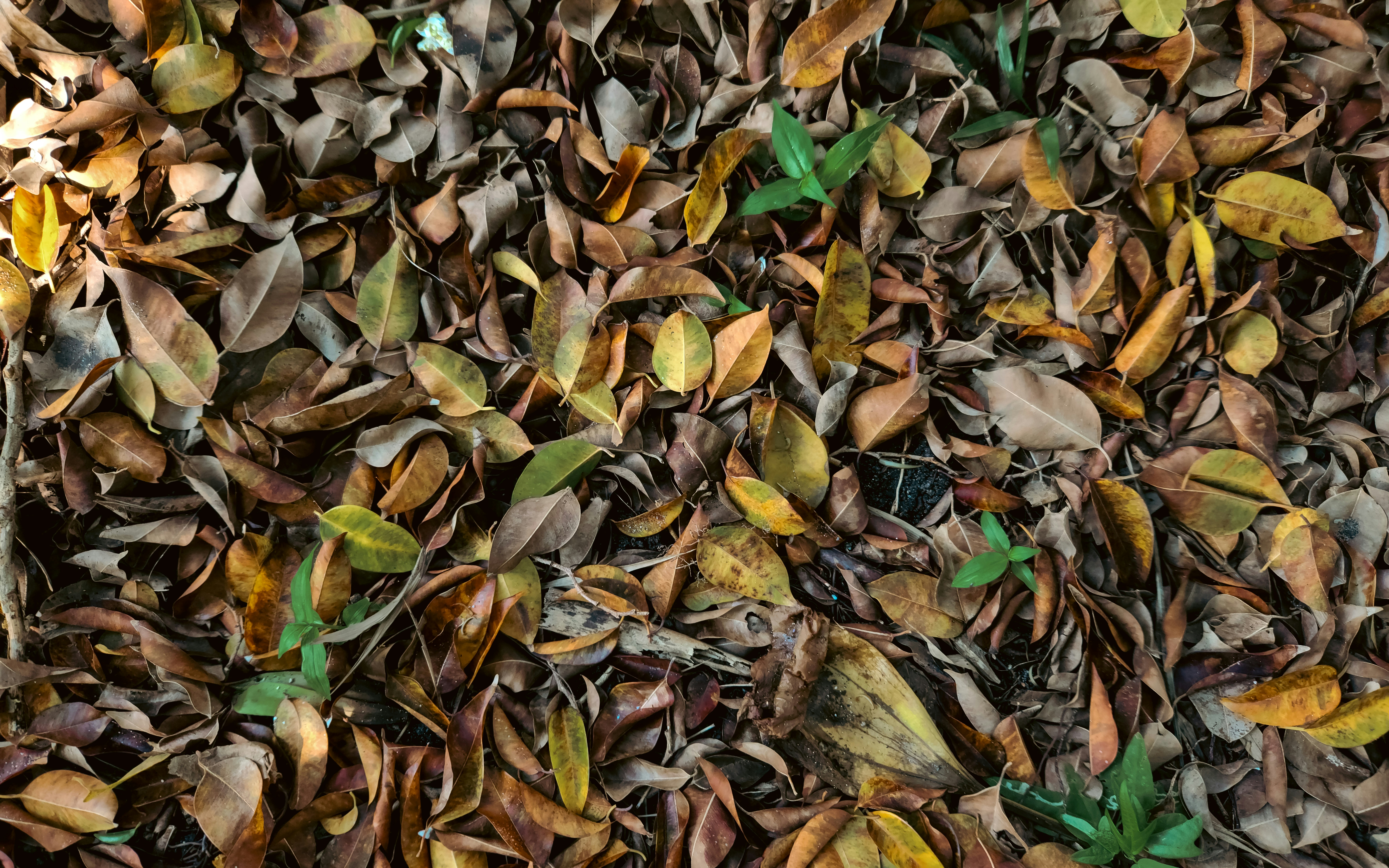 Photo by zoshuacolah