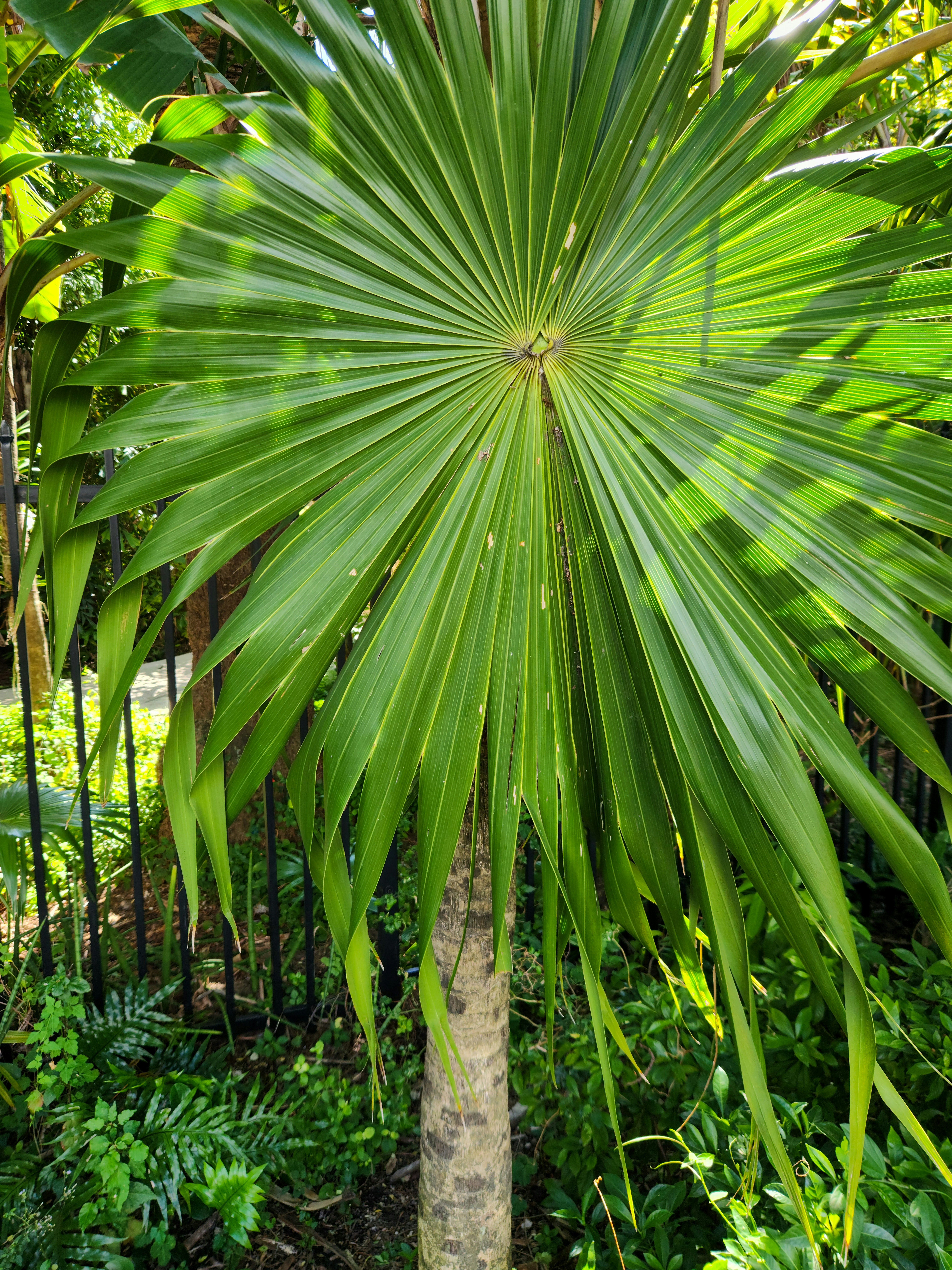 Thrinax radiata, commonly known as the Florida thatch palm, is a species of fan palm native to the southeastern United States, particularly in Florida, as well as parts of the Caribbean. It typically grows in coastal habitats and is known for its slender trunk and palmate leaves. The palm’s leaves are fan-shaped and have a blue-green color with a unique texture. It is a slow-growing plant, often used in landscaping for its attractive, compact form and resilience to salt and wind, making it suitable for coastal areas.