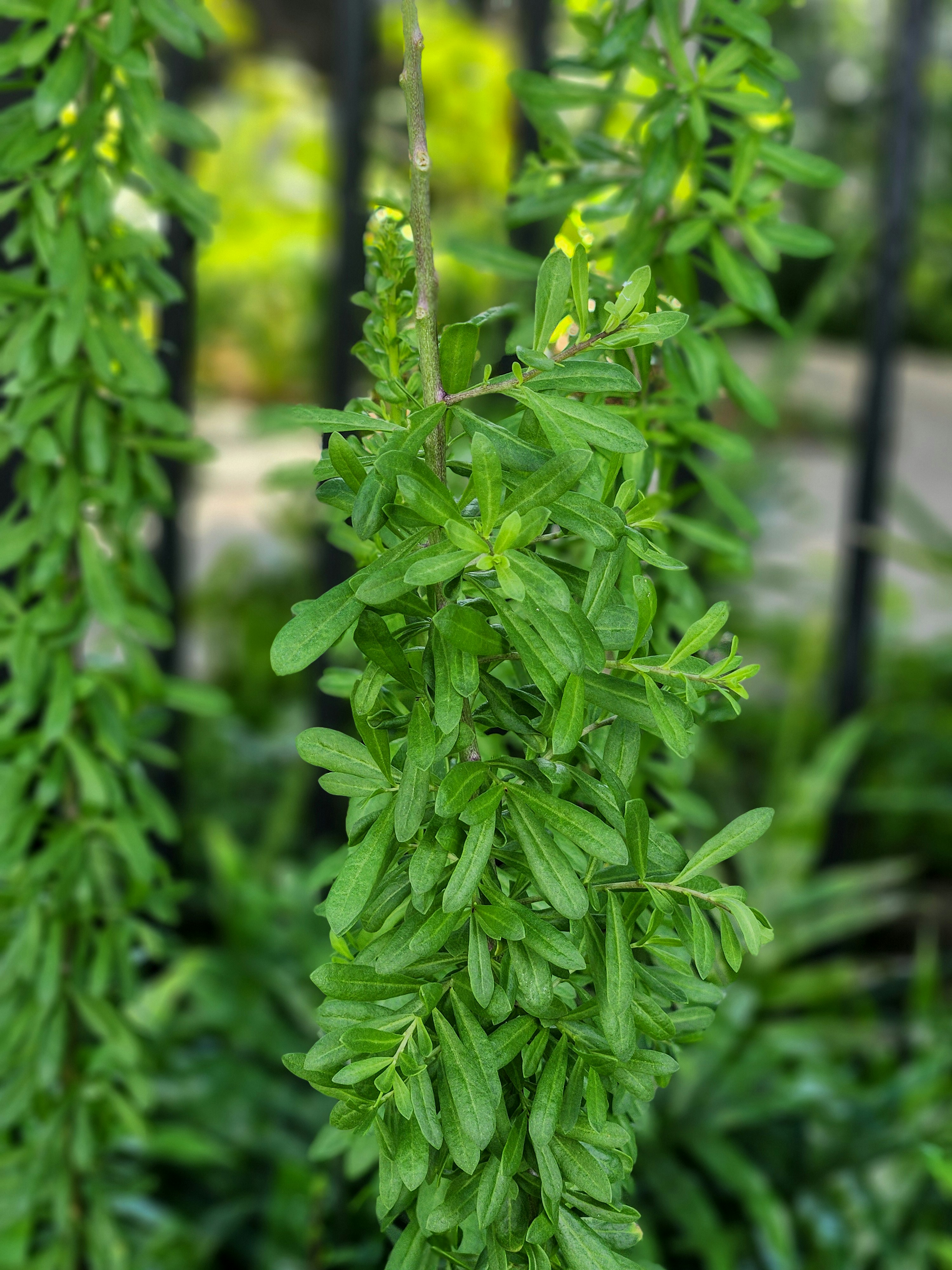 Photo by zoshuacolah