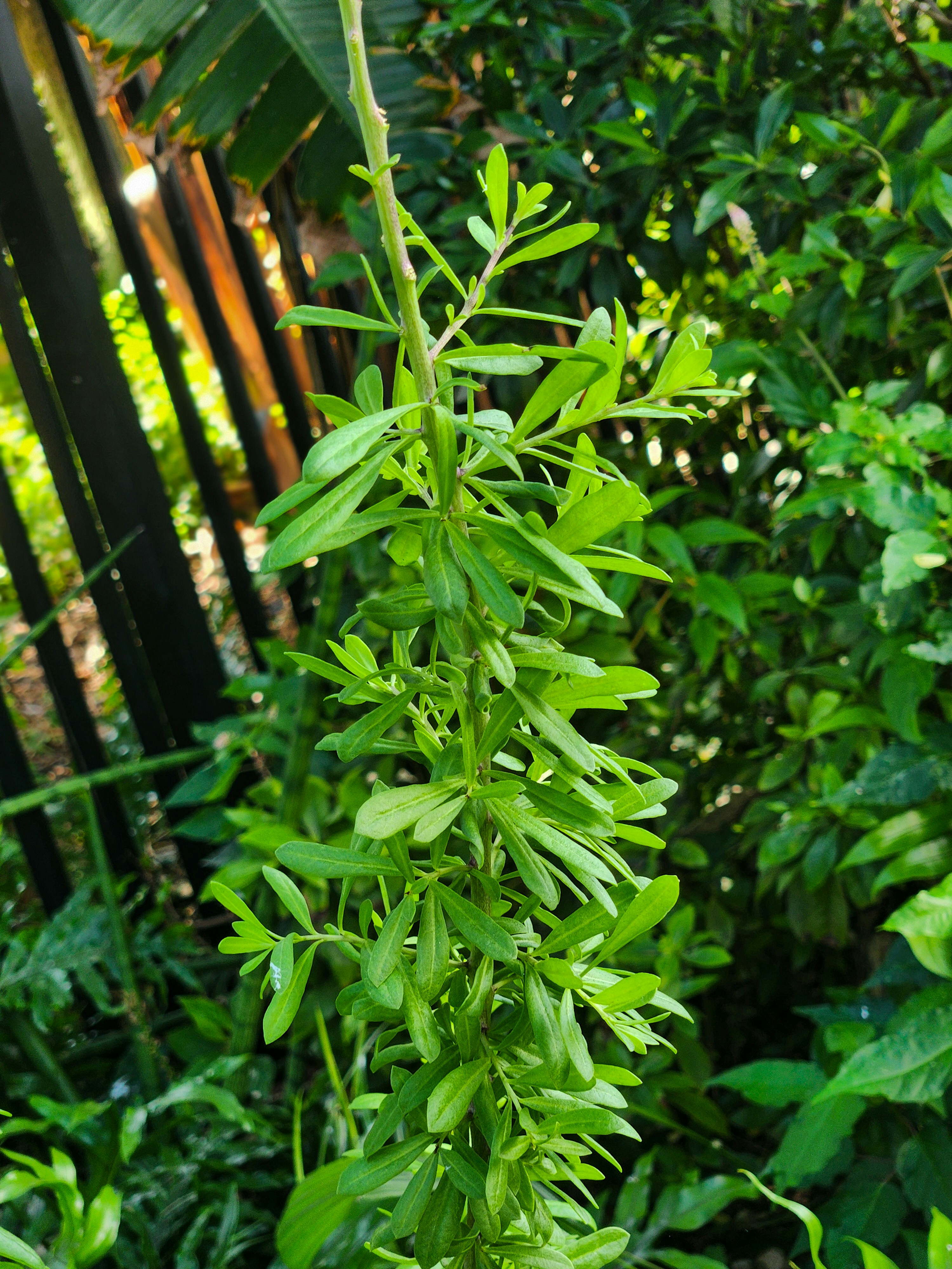 Photo by zoshuacolah