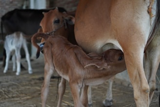 A baby calf is nursing from its mother