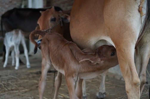 A baby calf is nursing from its mother