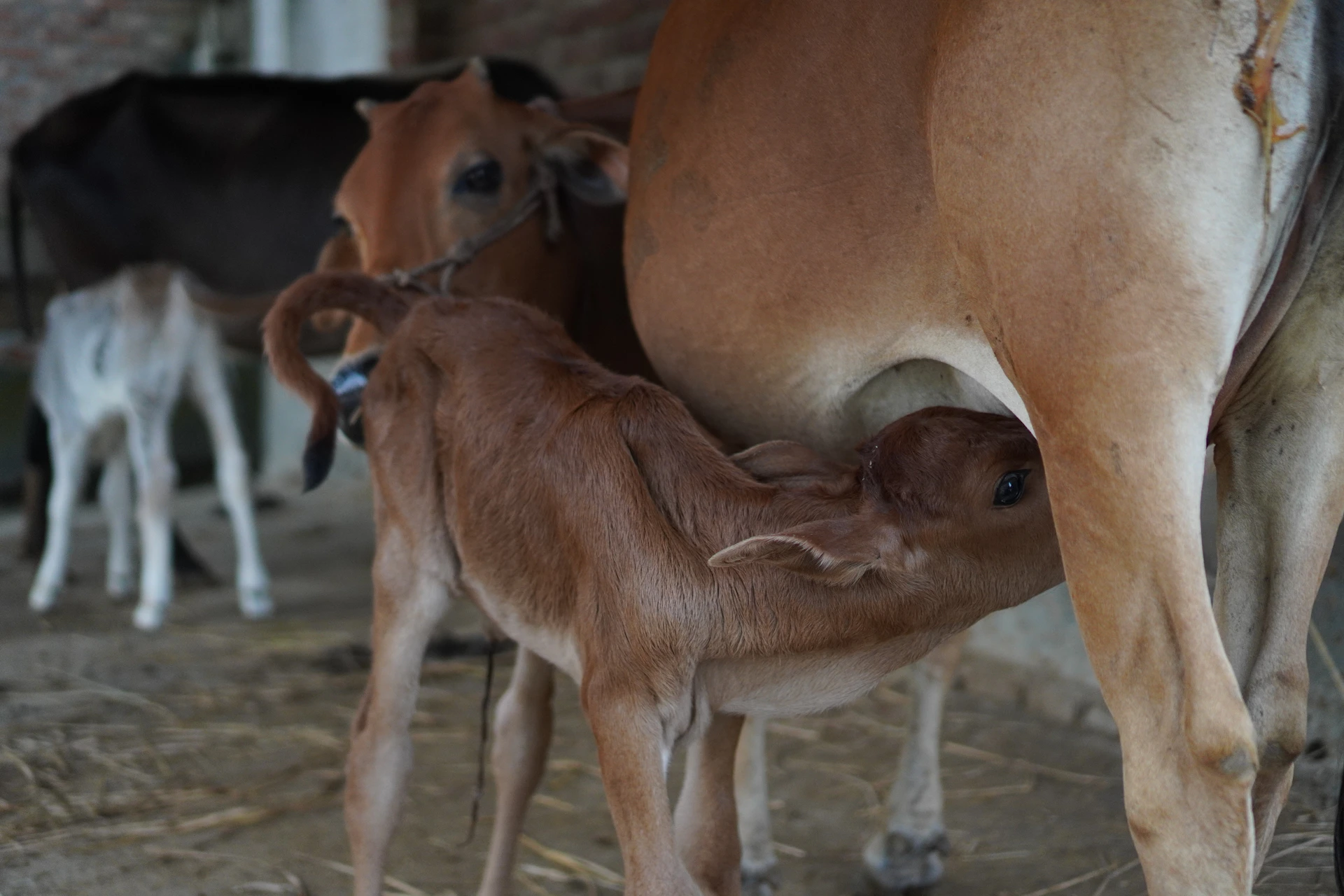 A baby calf is nursing from its mother