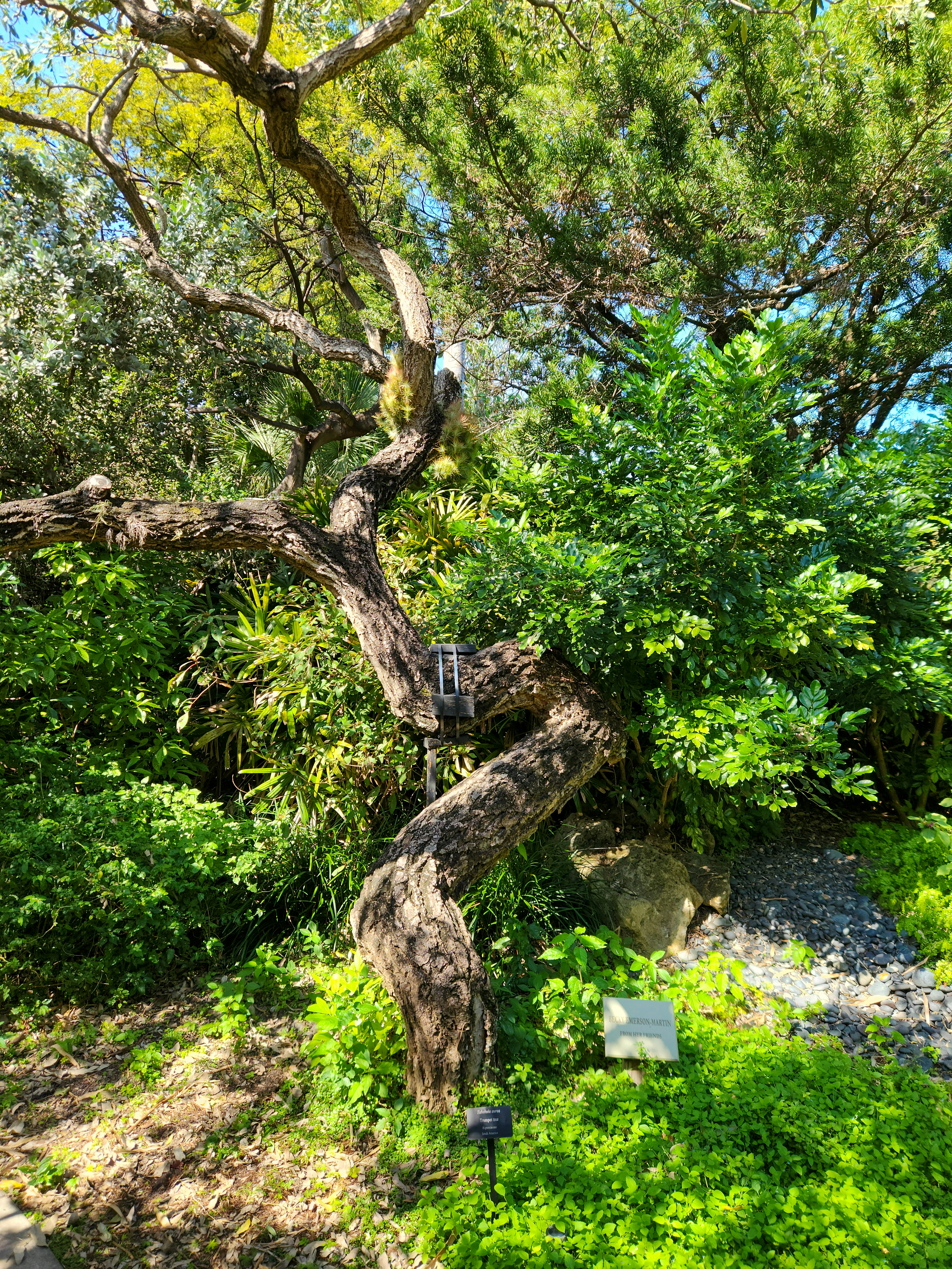 A tree that is next to some bushes photo – Free Garden Image on Unsplash