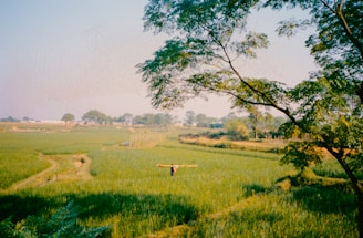 A person walking through a lush green field