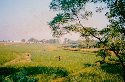 A person walking through a lush green field