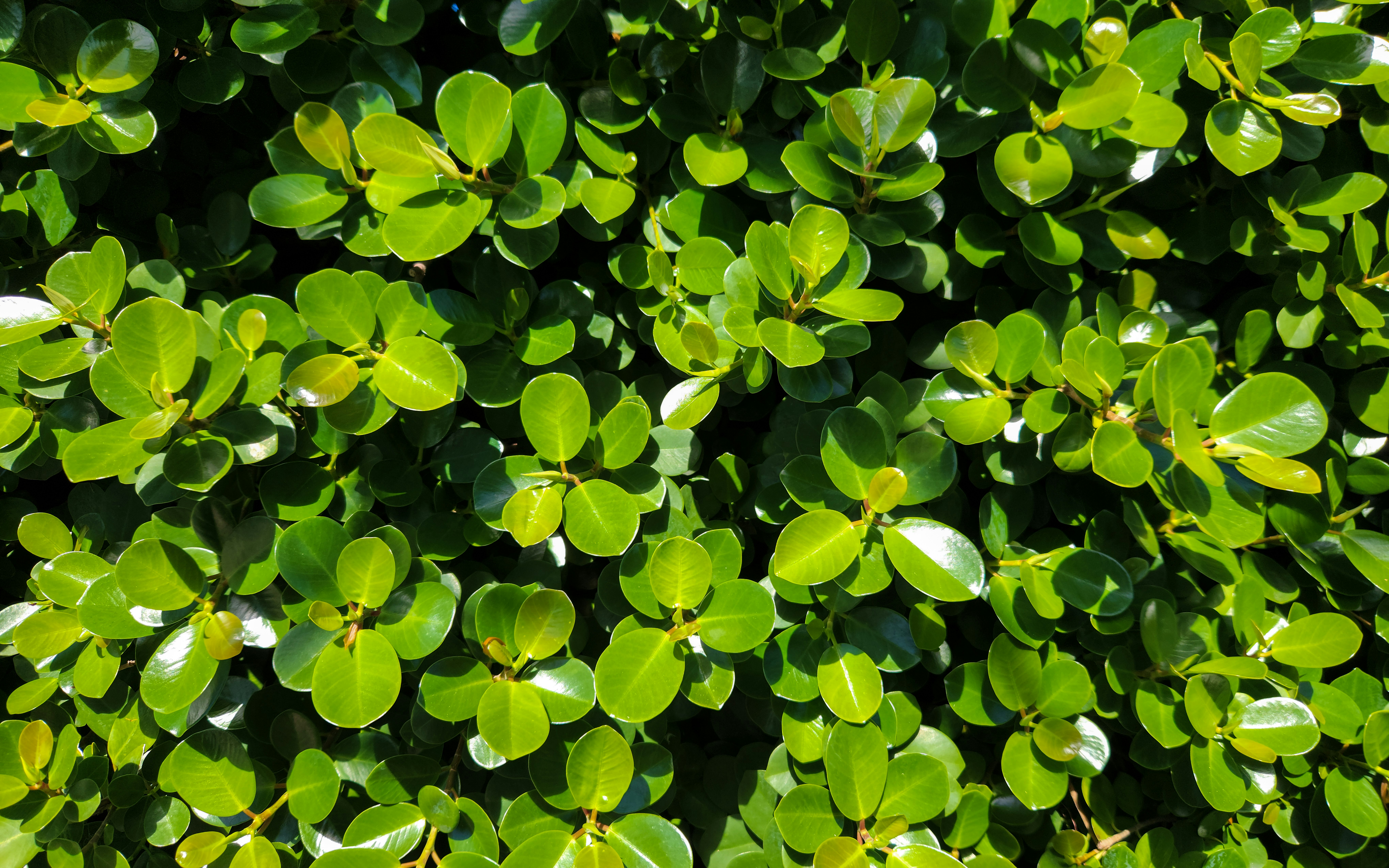 A close up of a bush with green leaves