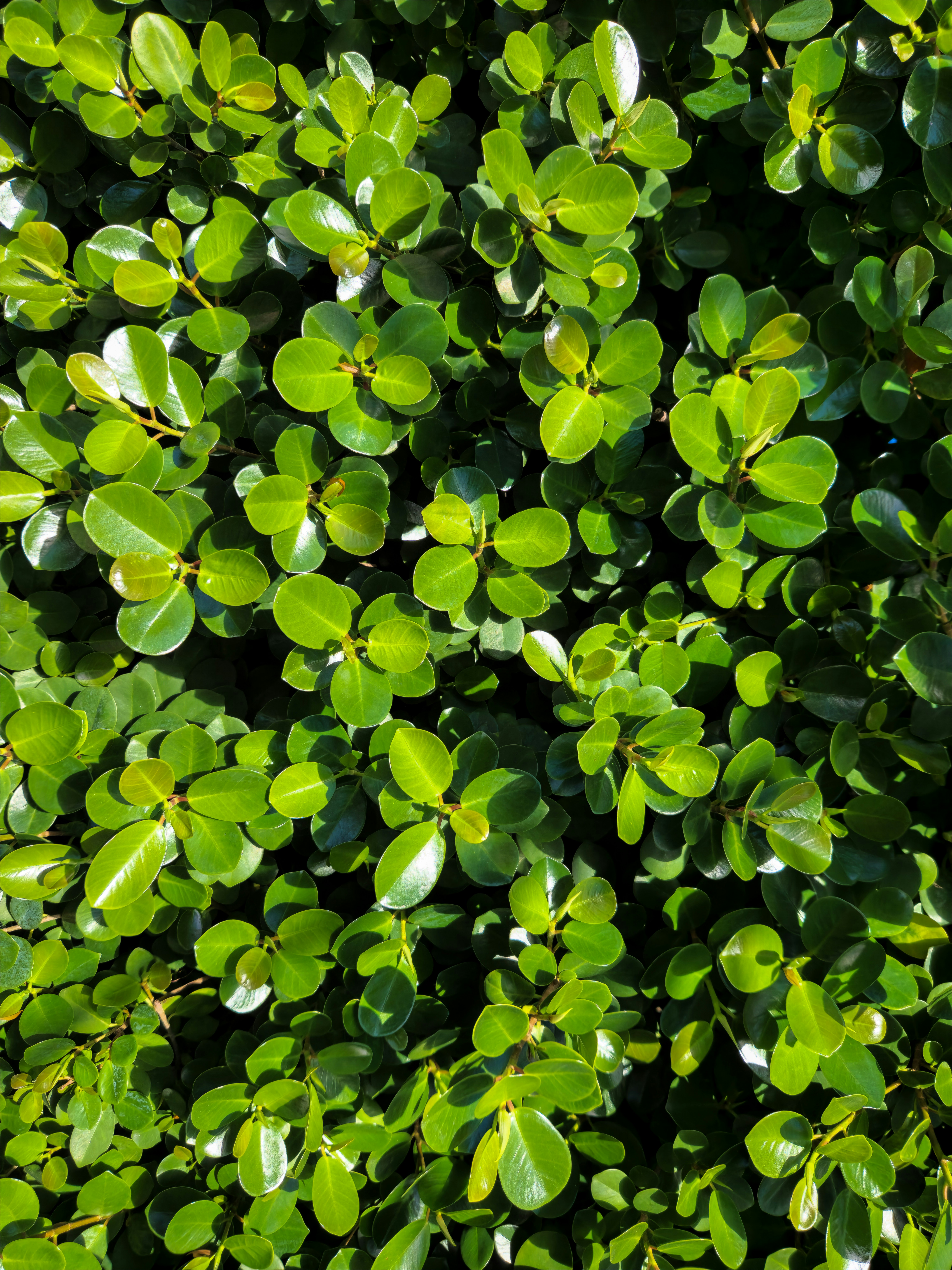 A close up of a bush with green leaves