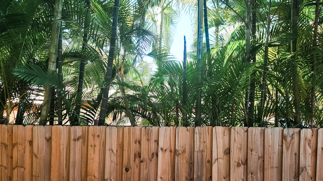Freshly built wood privacy fence with palm trees behind it in a Florida backyard