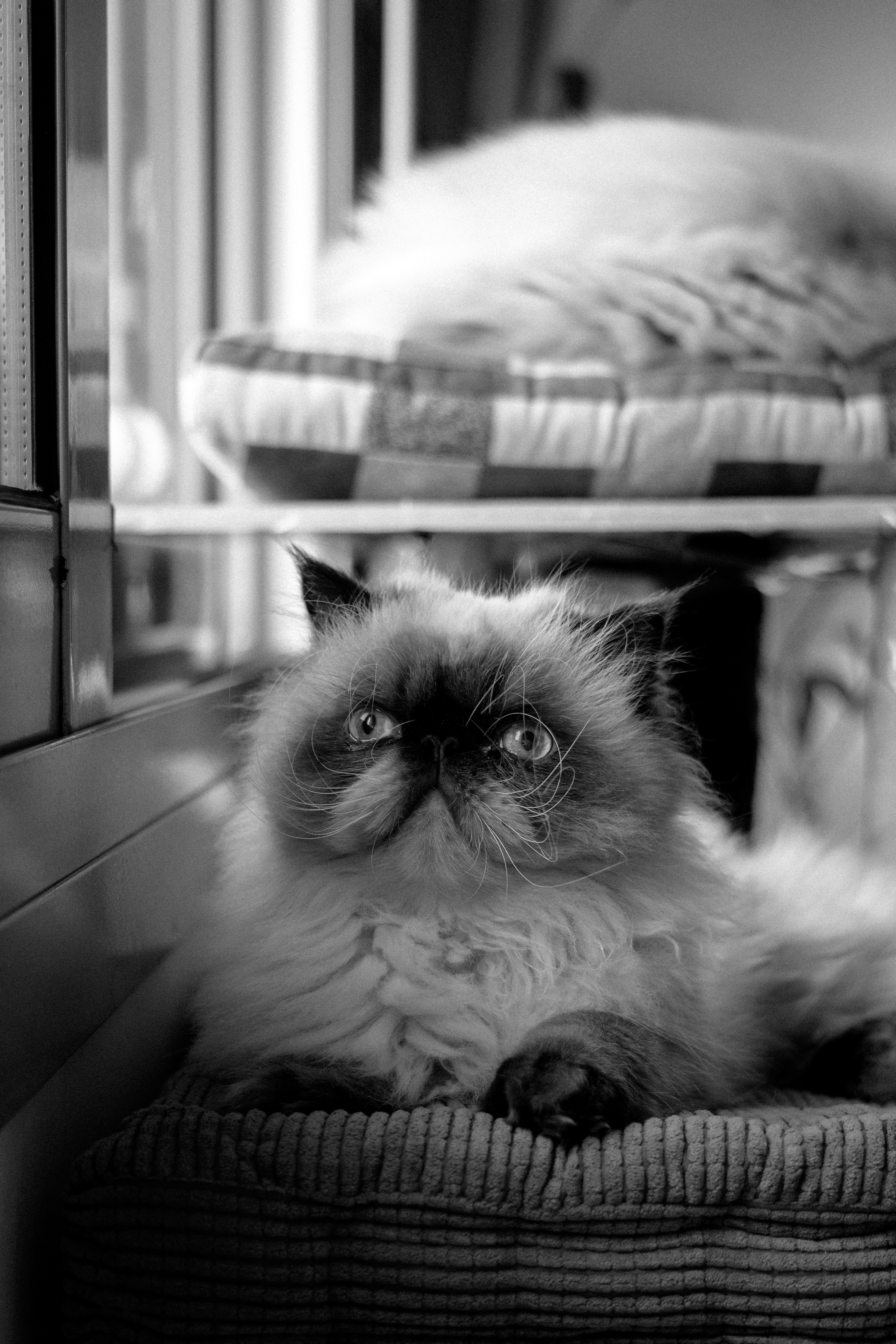 Uma foto em preto e branco de um gato deitado em uma cama