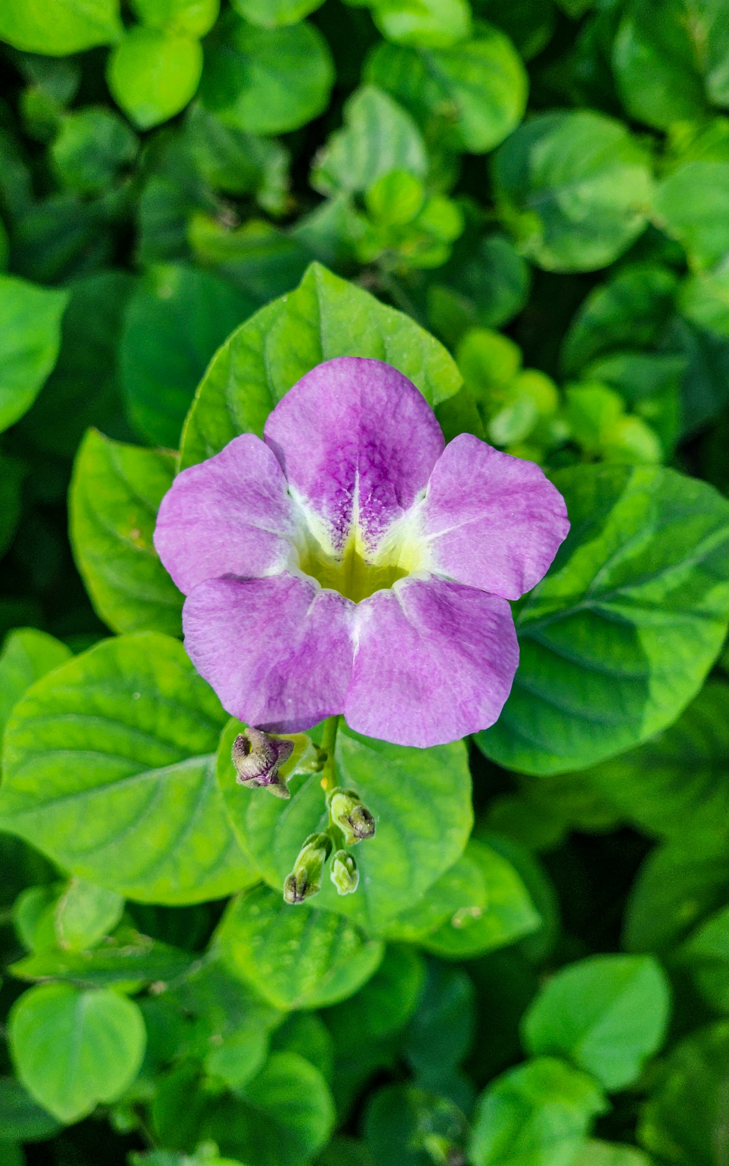 Imagens de Planta Roxa | Baixe imagens gratuitas na Unsplash, image size:3000x4800