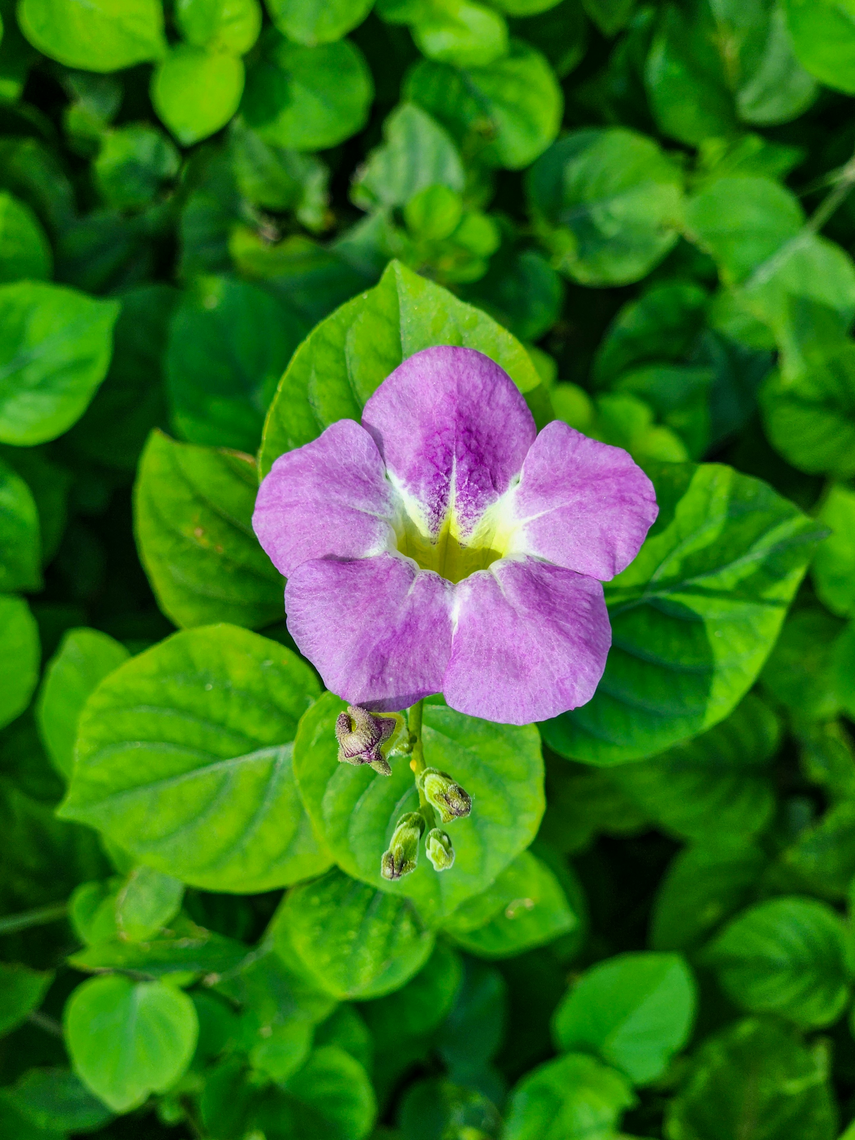 Photo by zoshuacolah