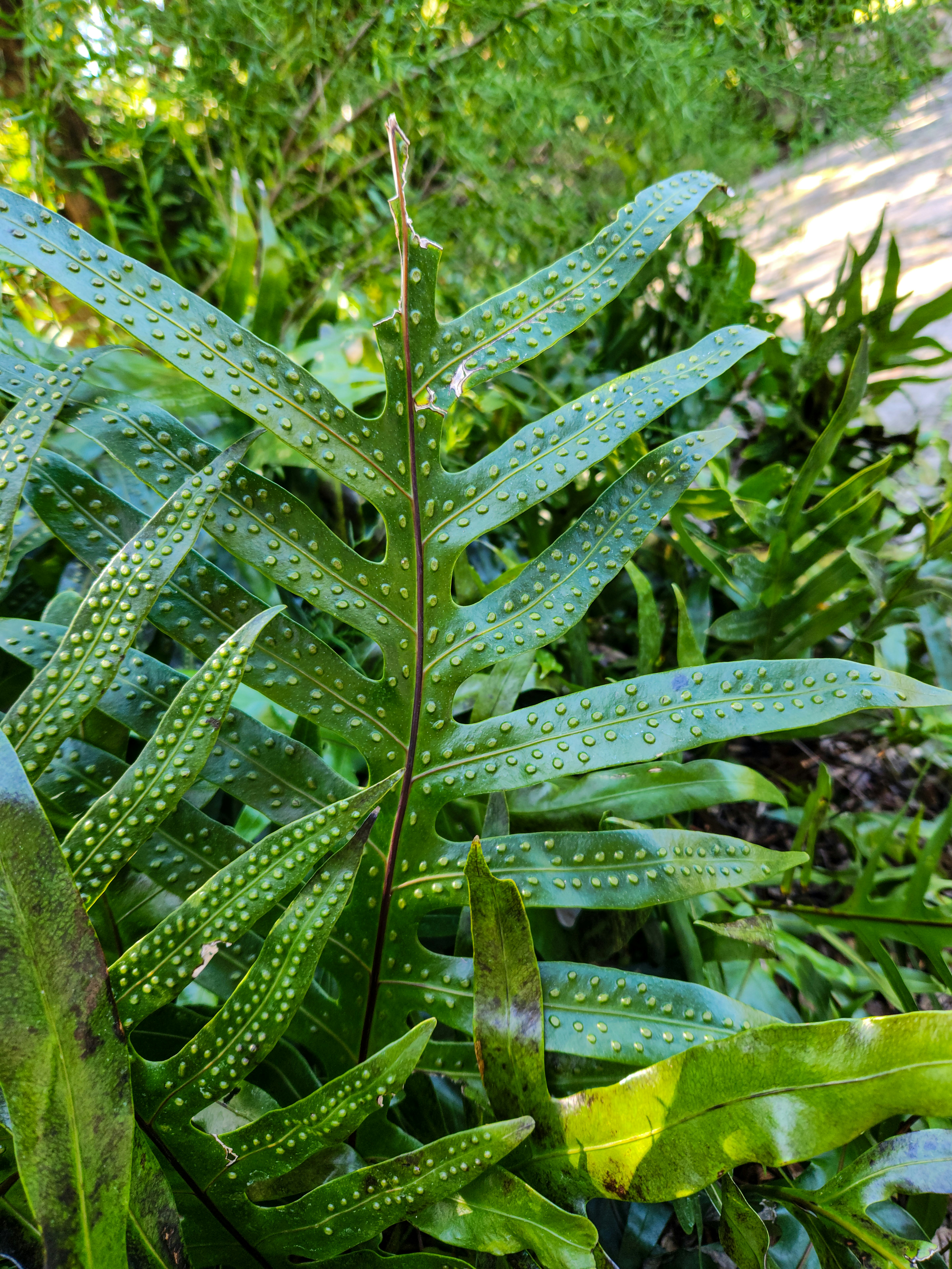 A close up of a plant with water droplets on it