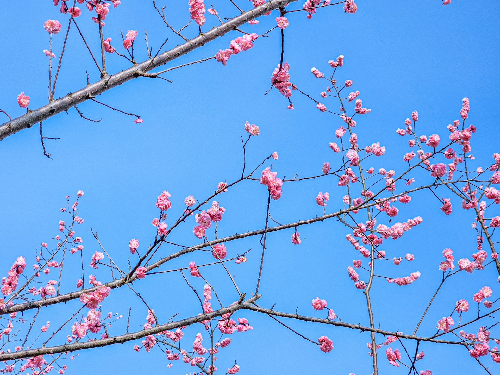 A bird is perched on a branch of a tree