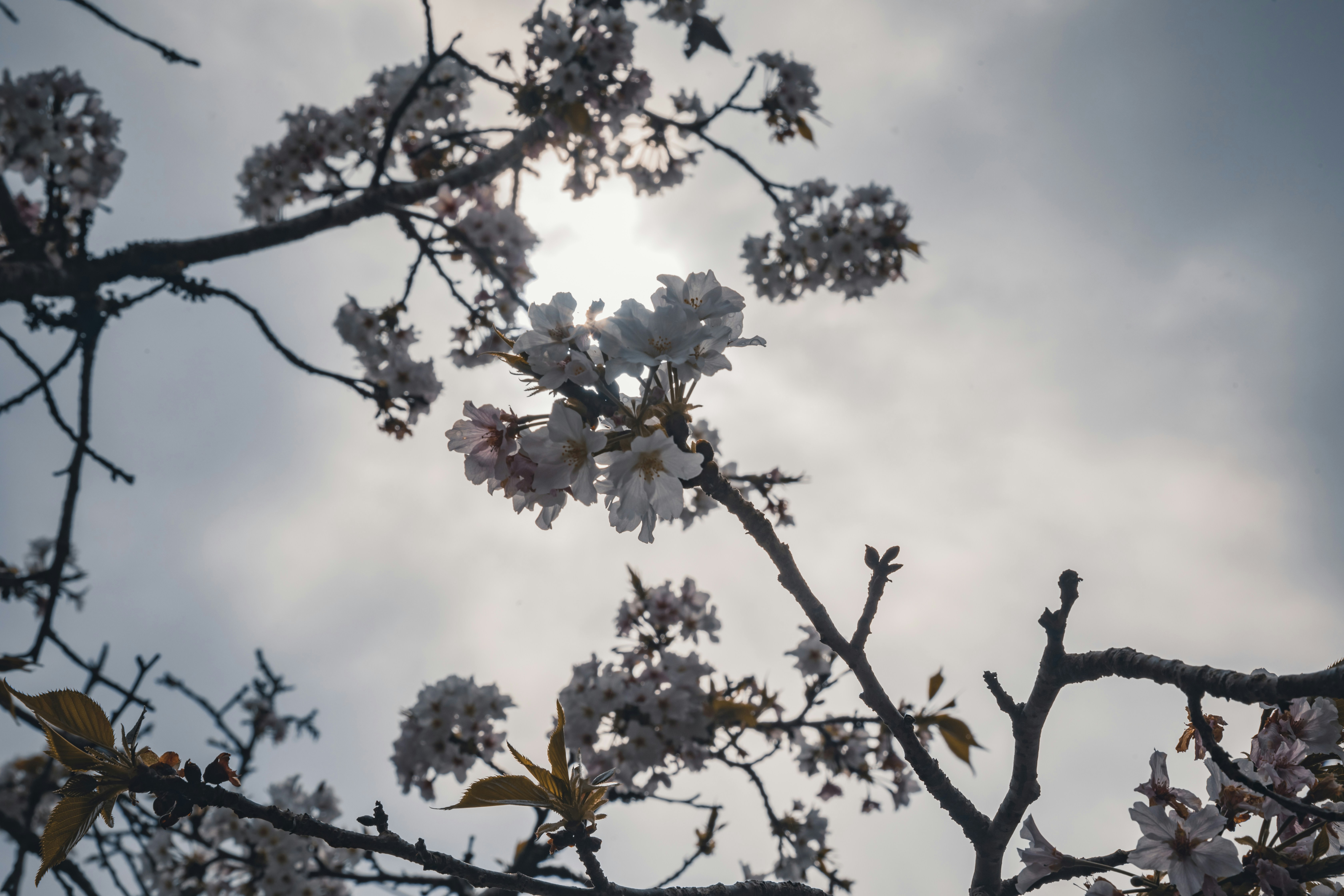 The sun shines through the branches of a flowering tree